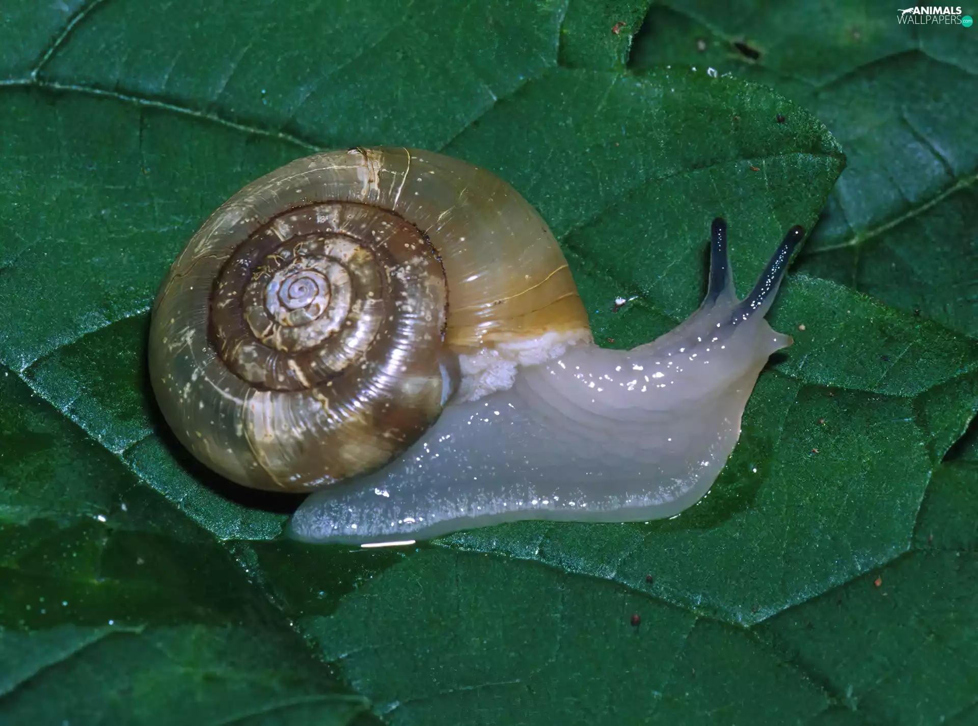 snail