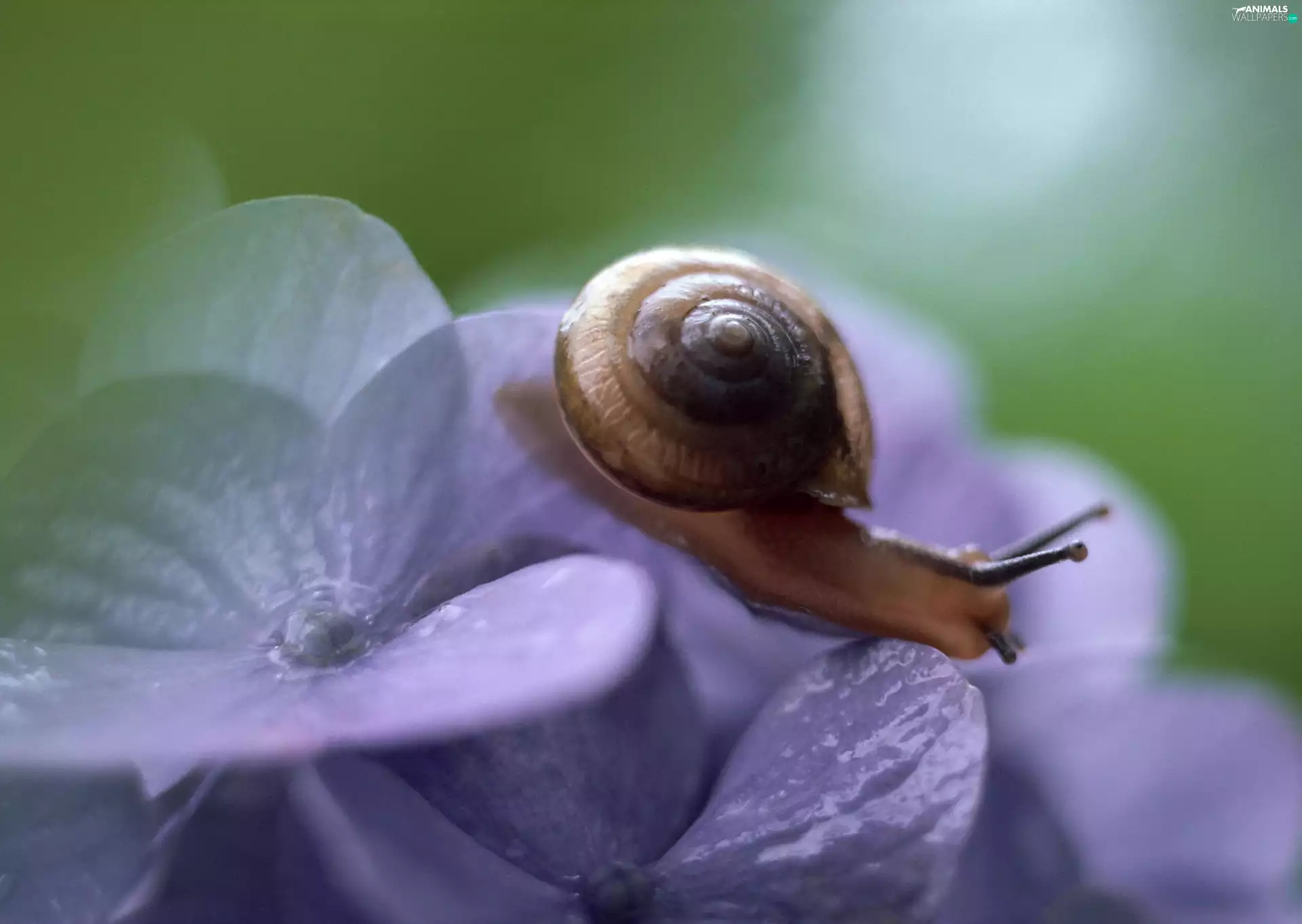 snail, Flower