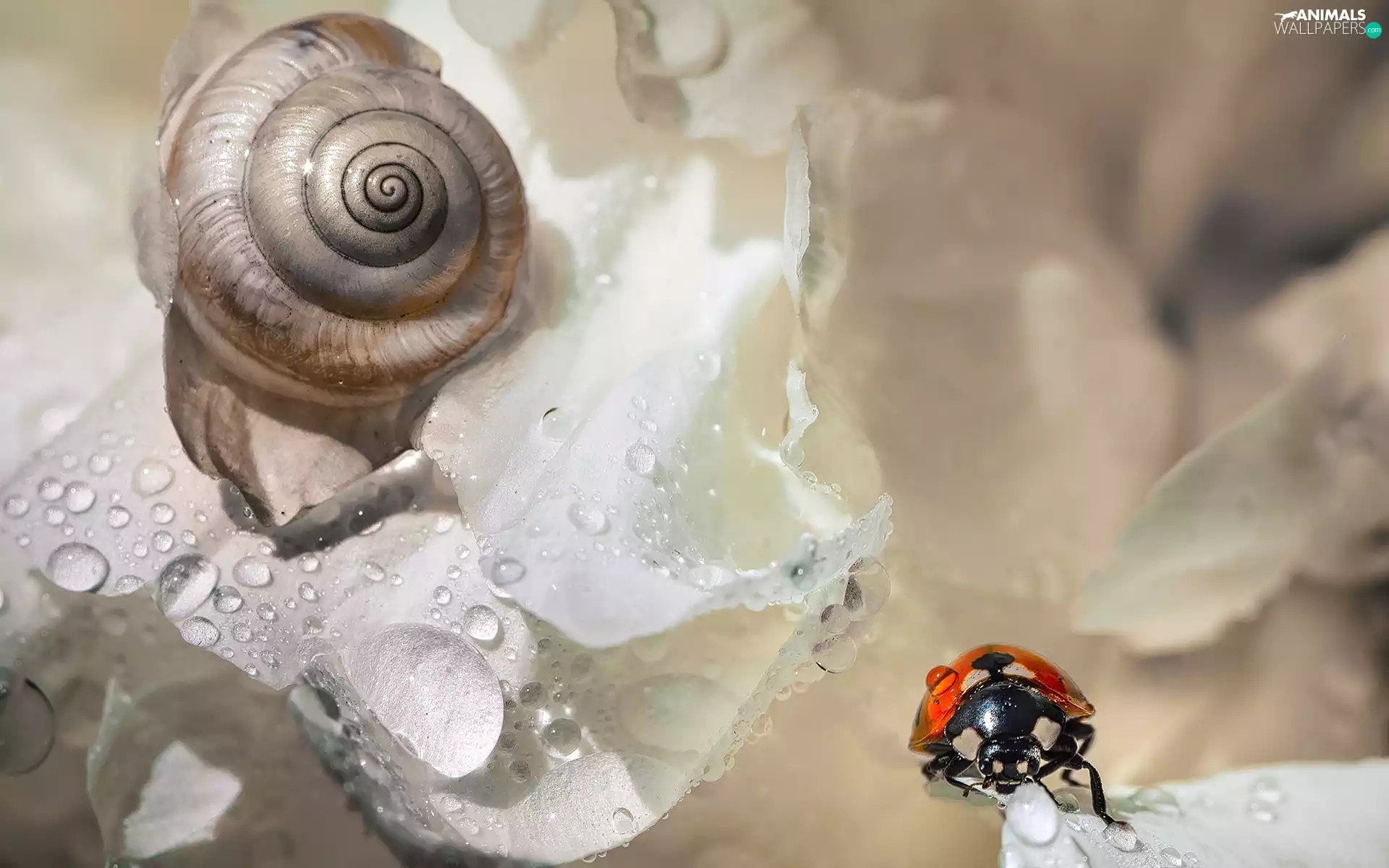 water, Colourfull Flowers, snail, ladybird, White, drops