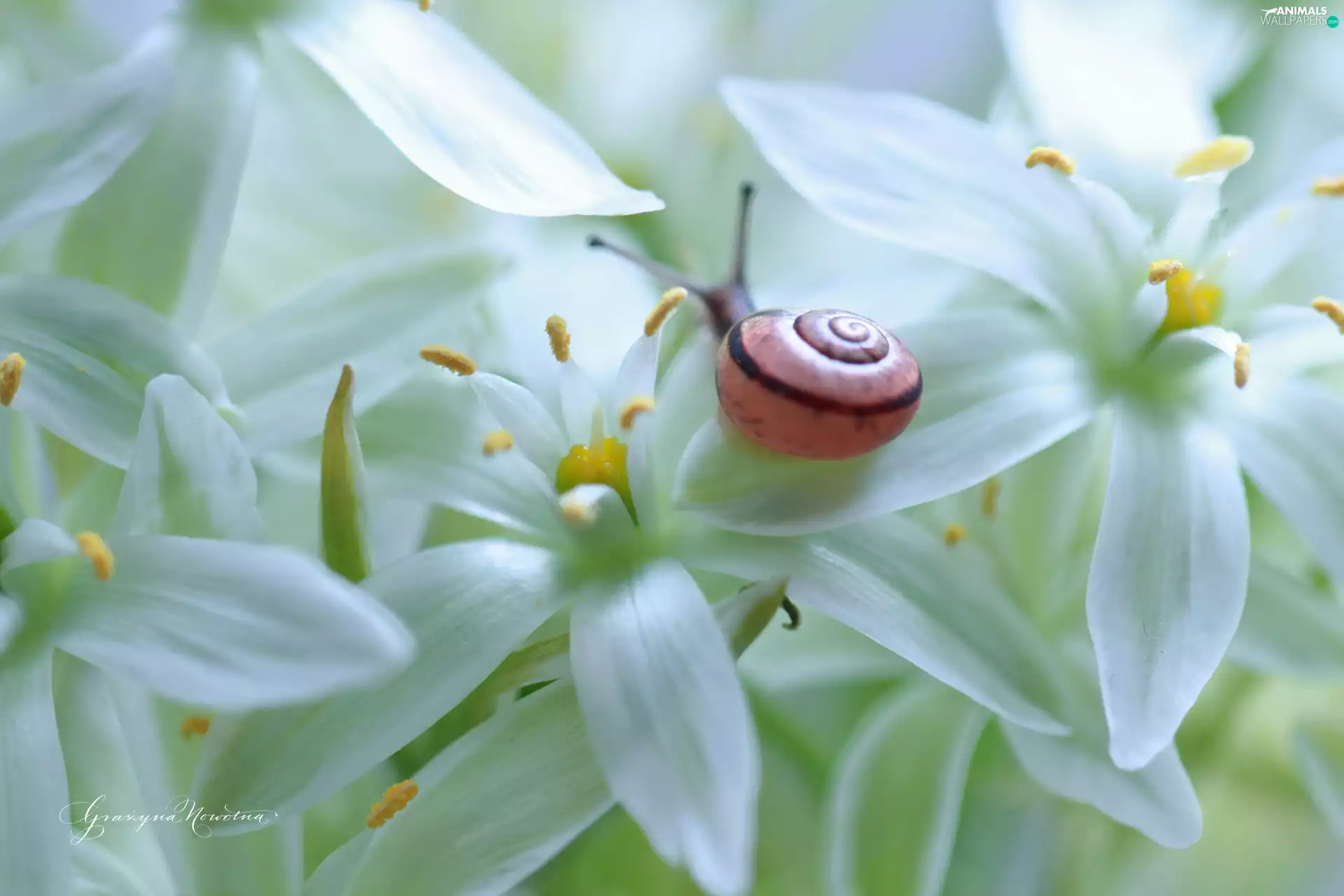 snail, White, Flowers