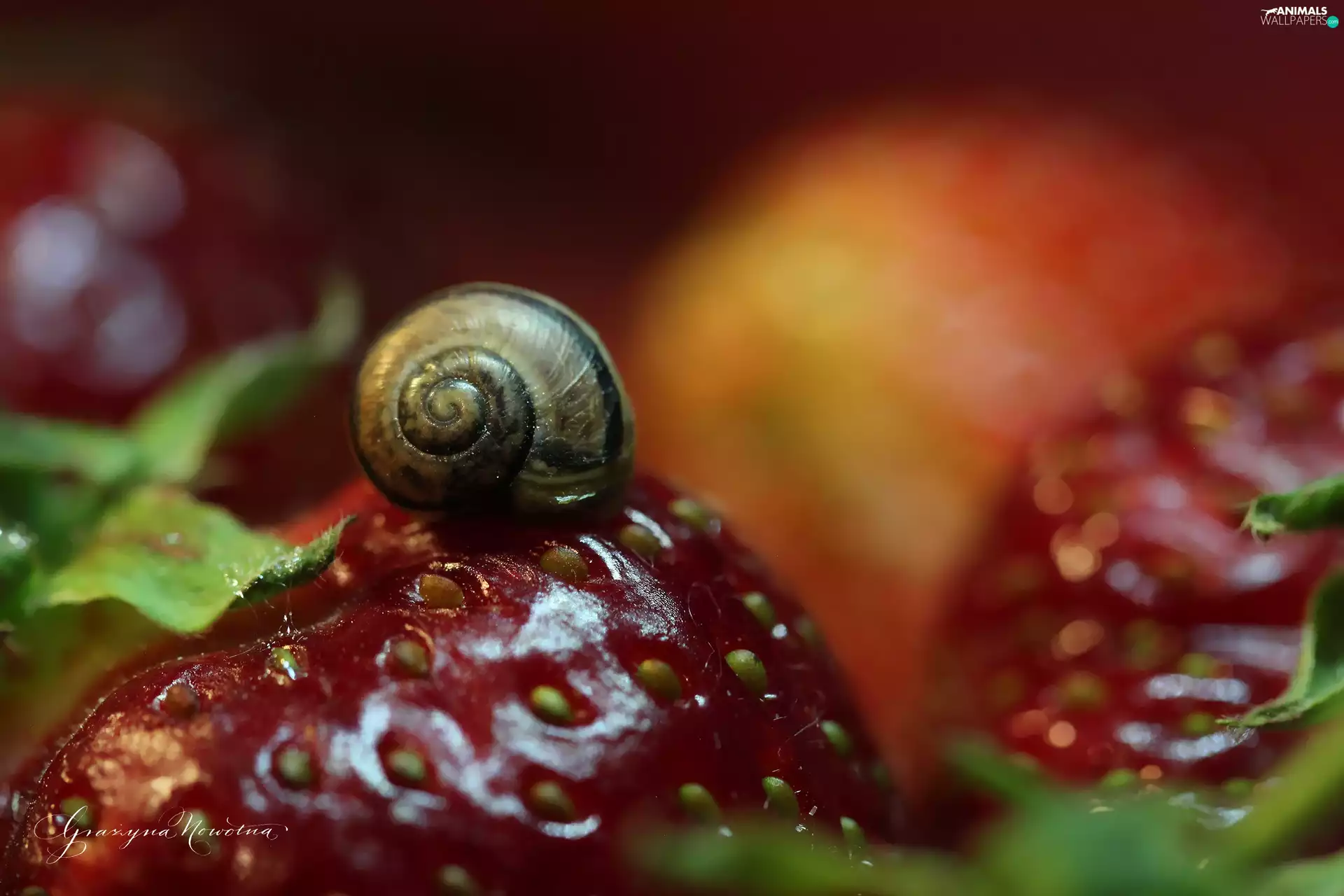 snail, strawberries, Fruits