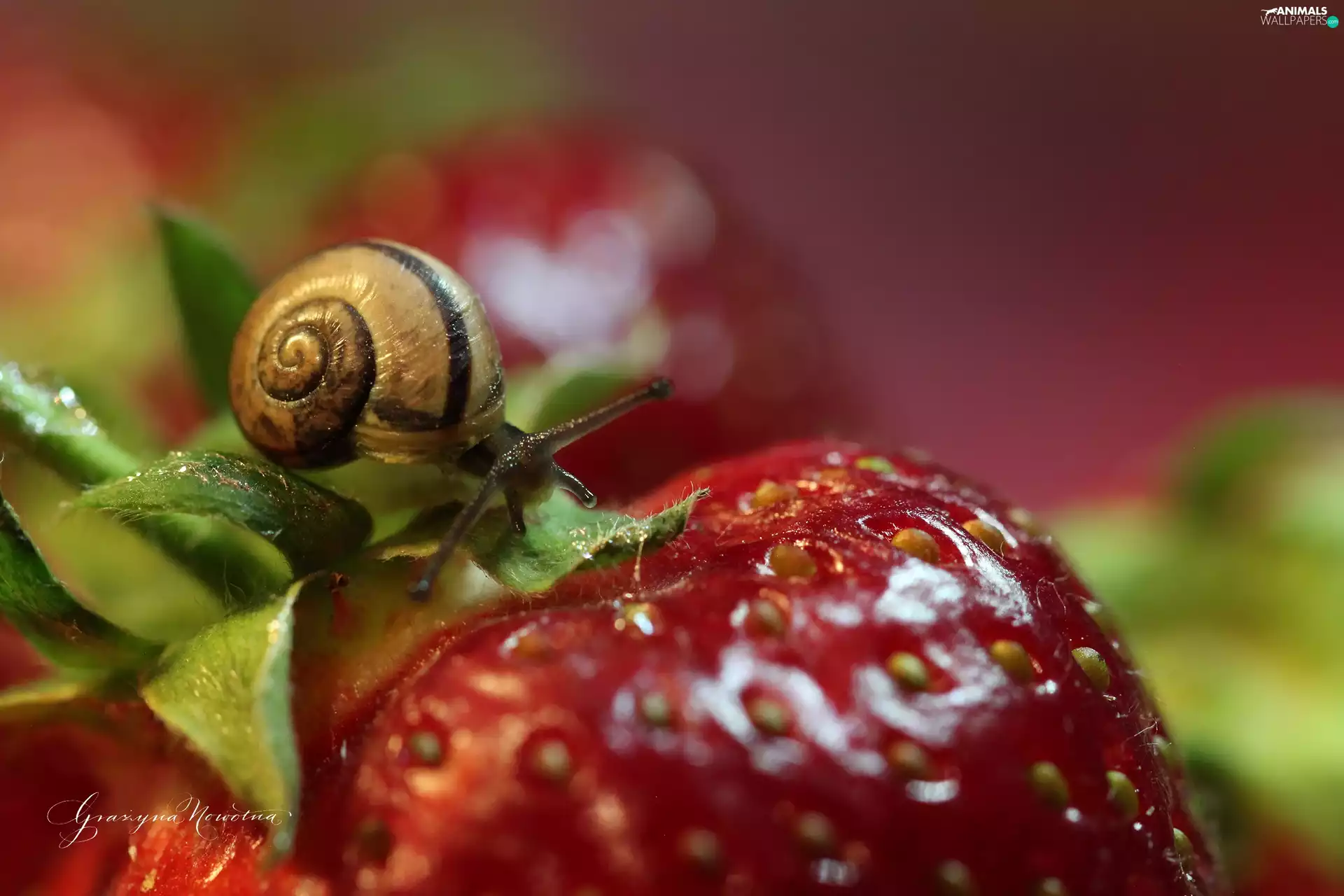 snail, strawberries, Fruits