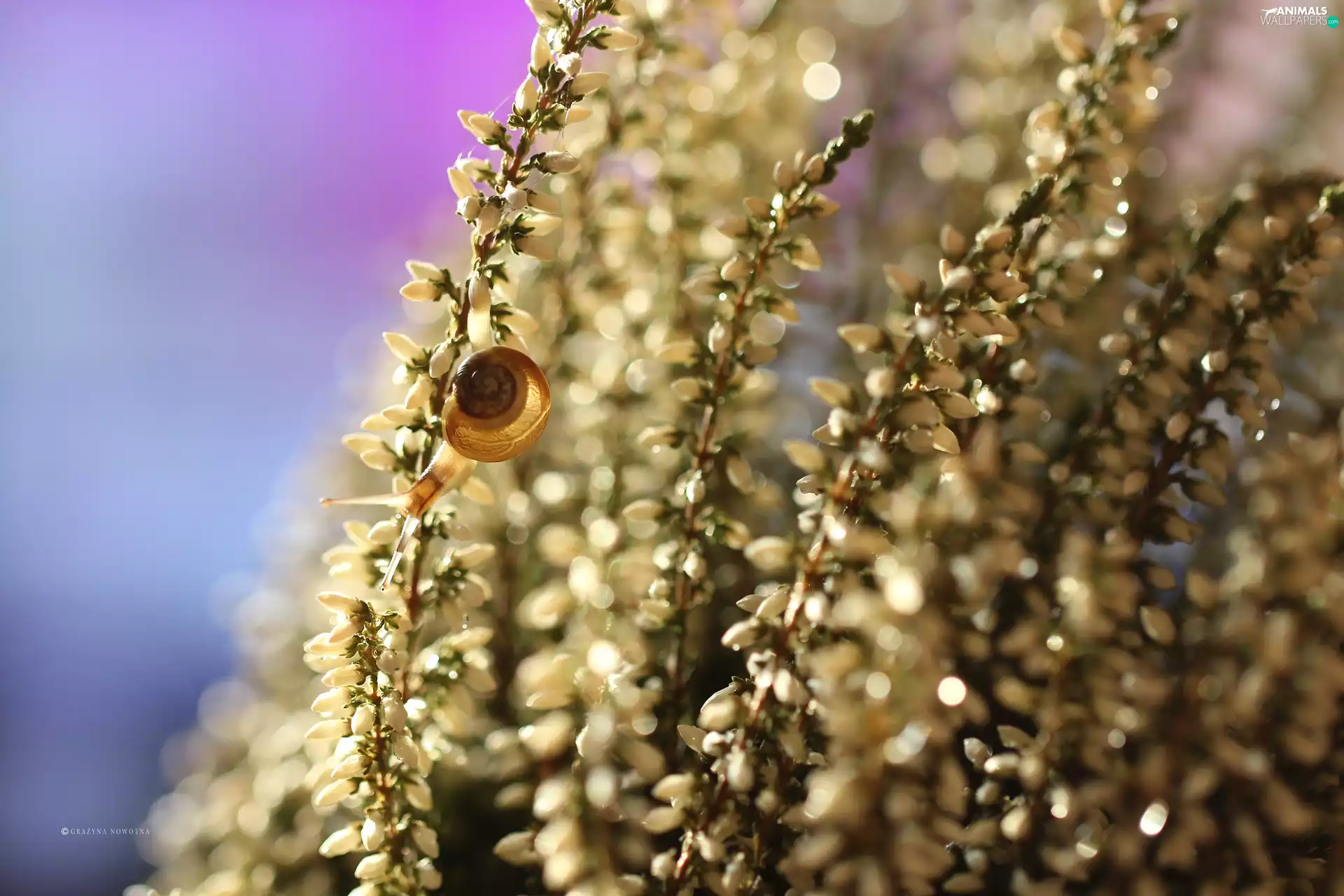 snail, White, heathers