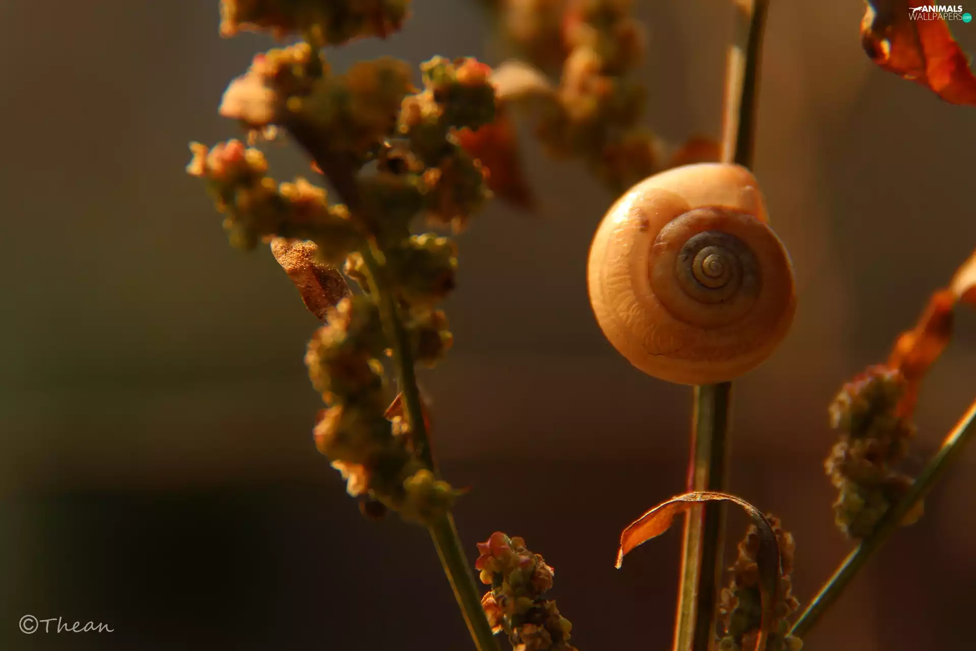 snail, The herb