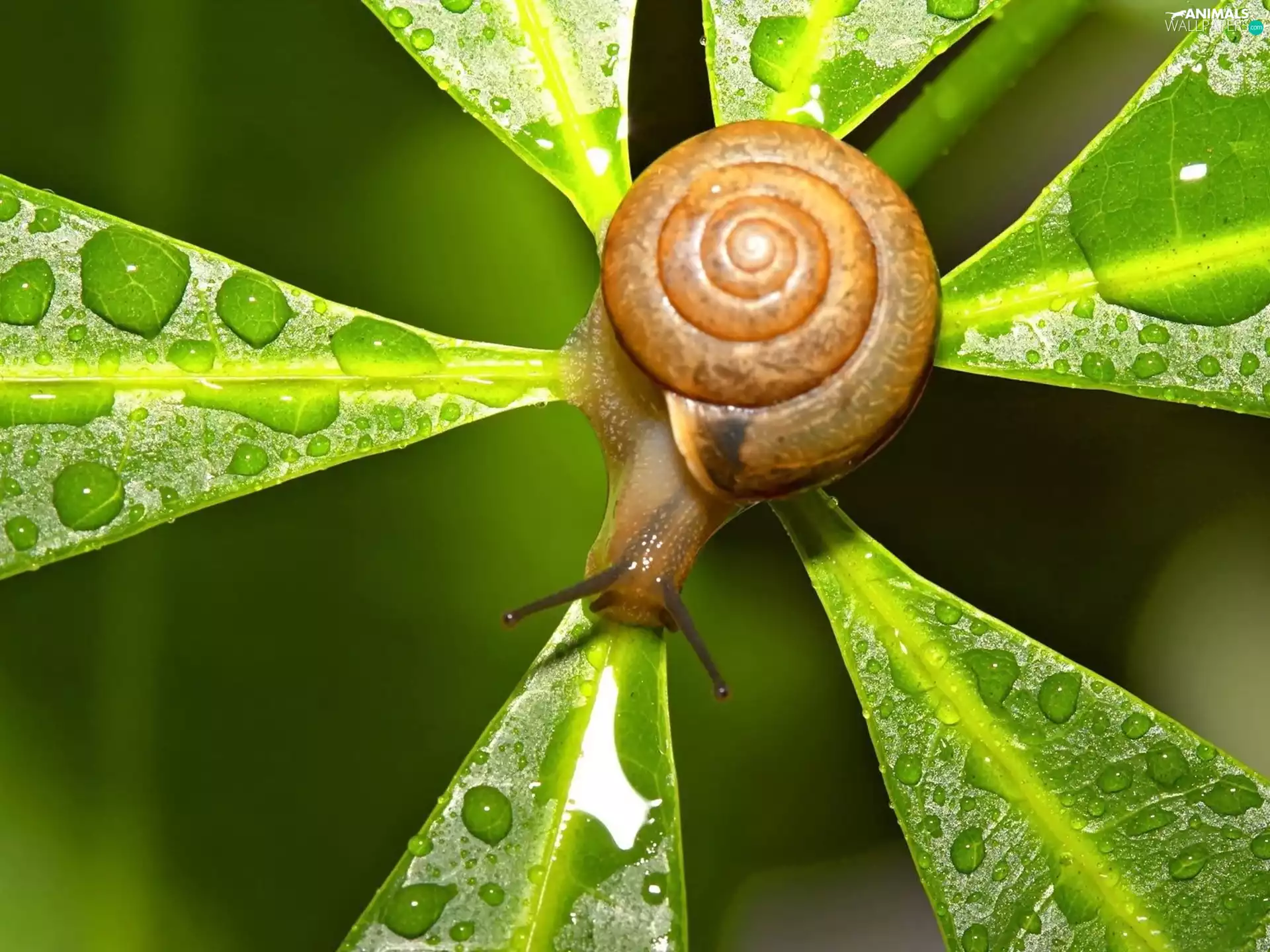 Snail, Green, leaf