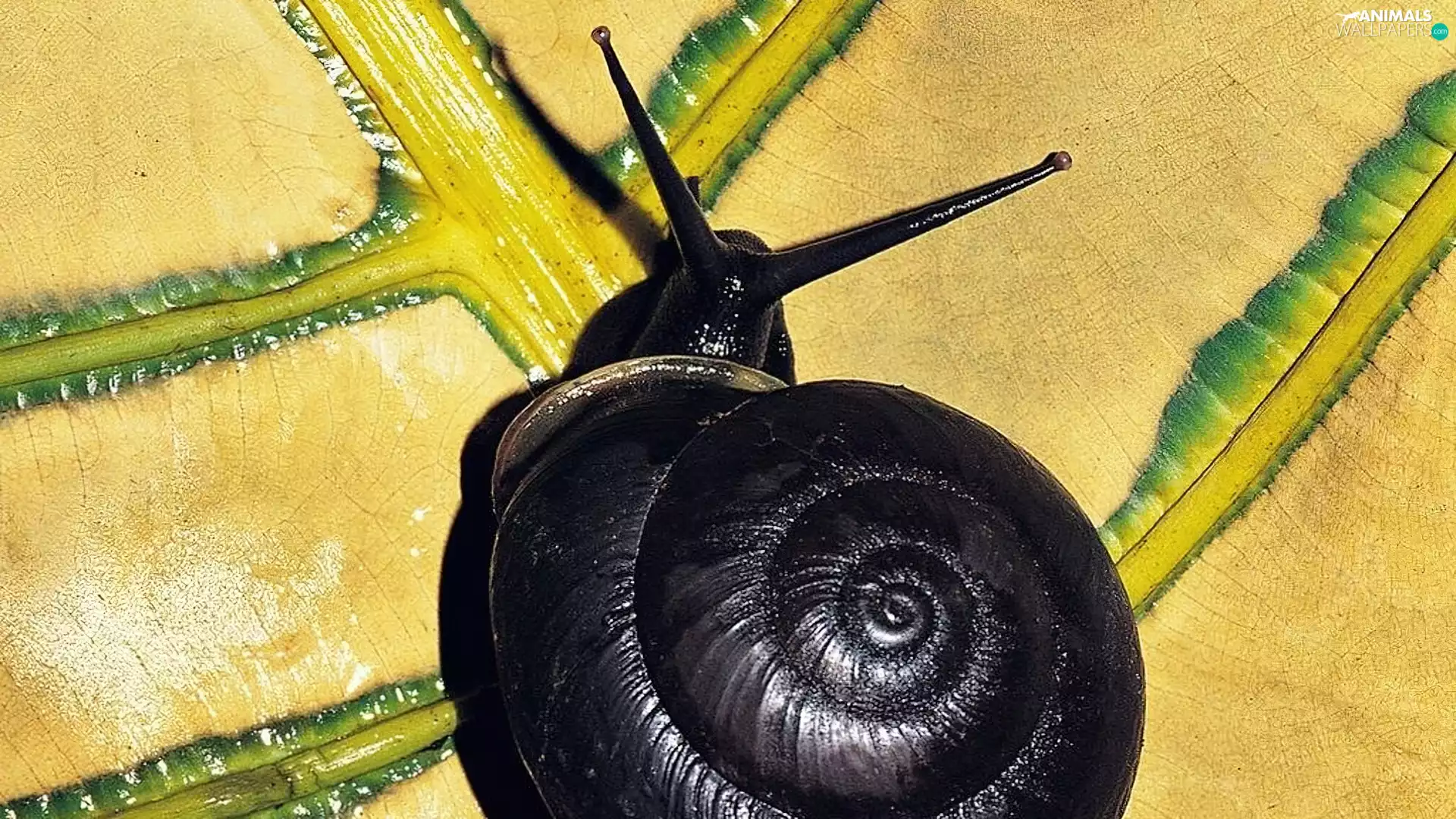 snail, Yellow, leaf