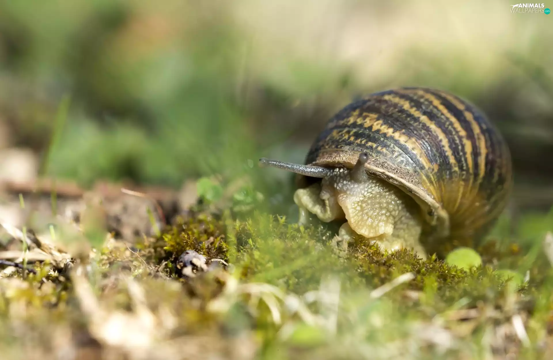 snail, Moss