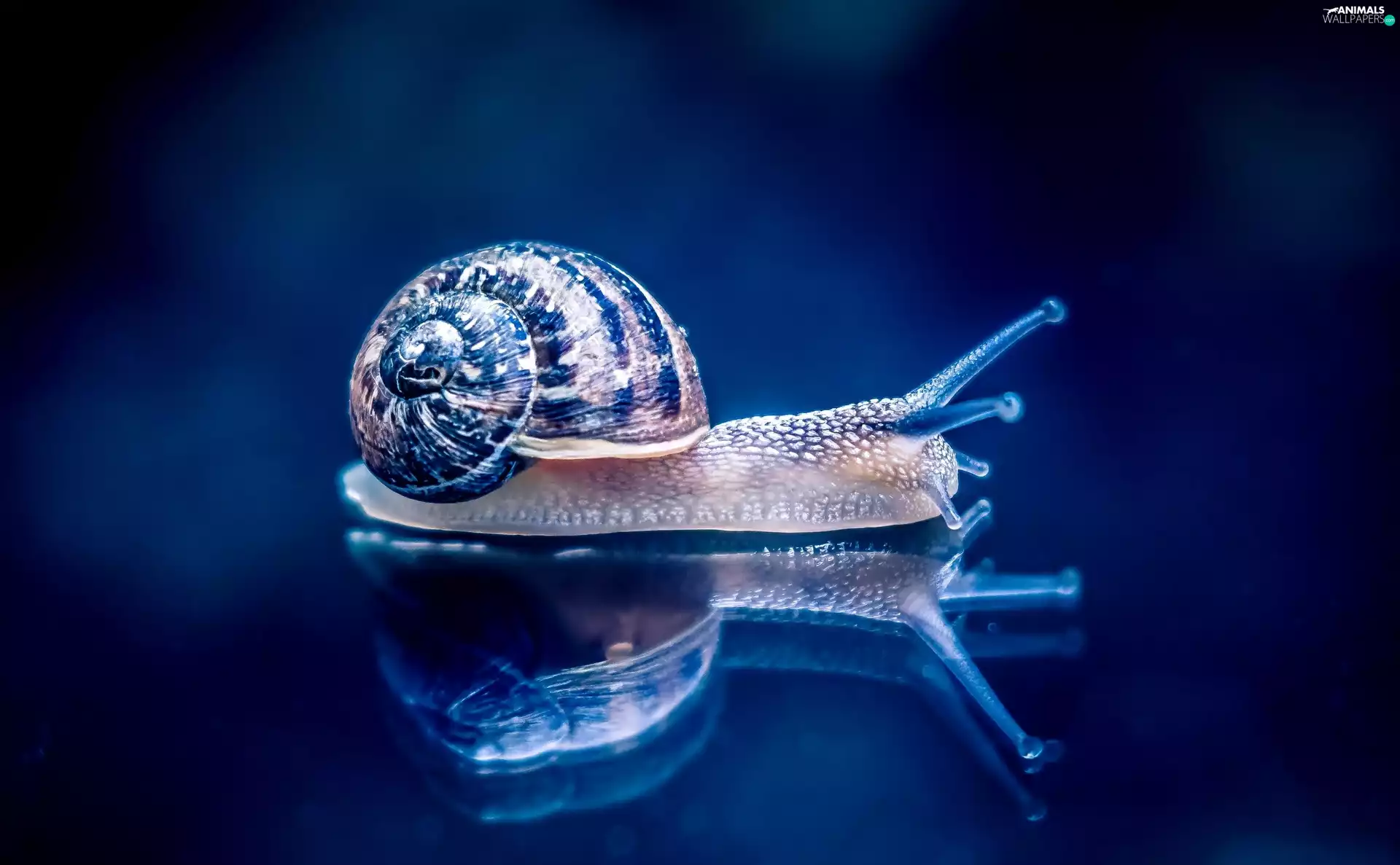 snail, reflection