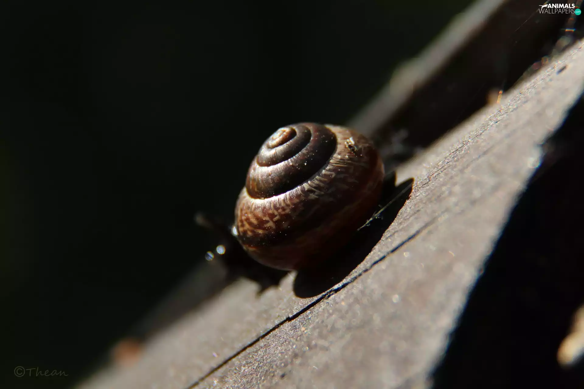 snail, shell