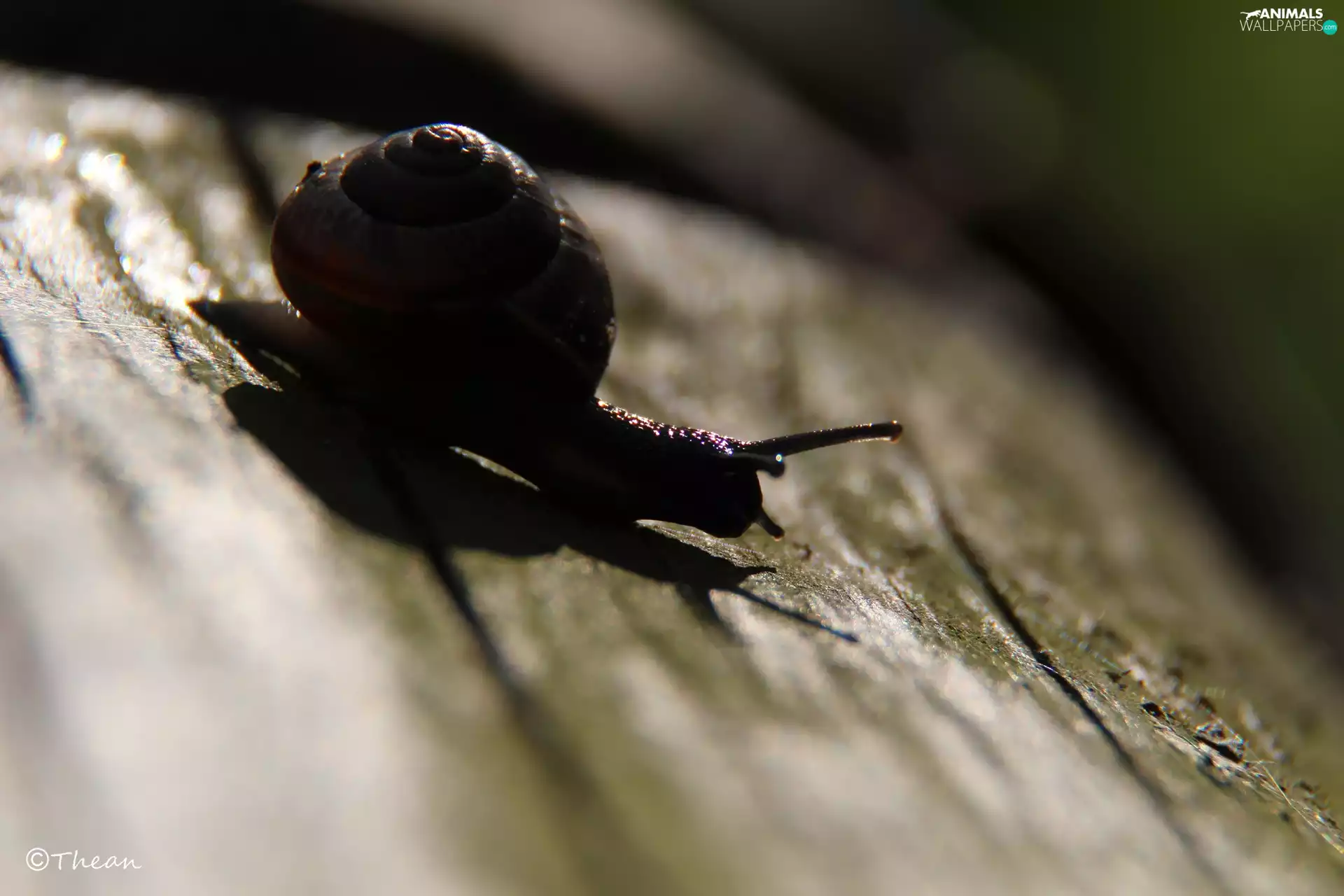 snail, shell