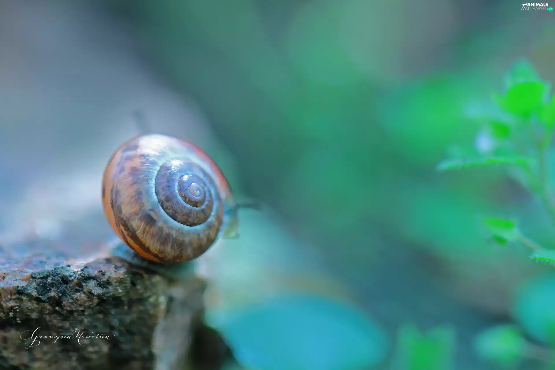 snail, shell