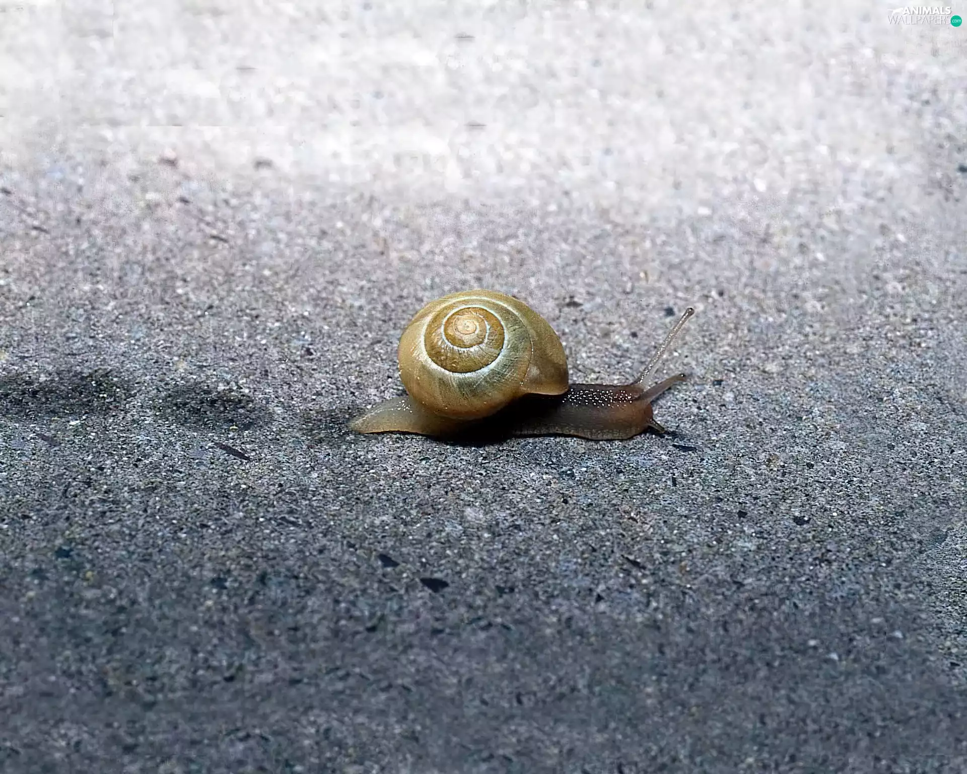snail, shell