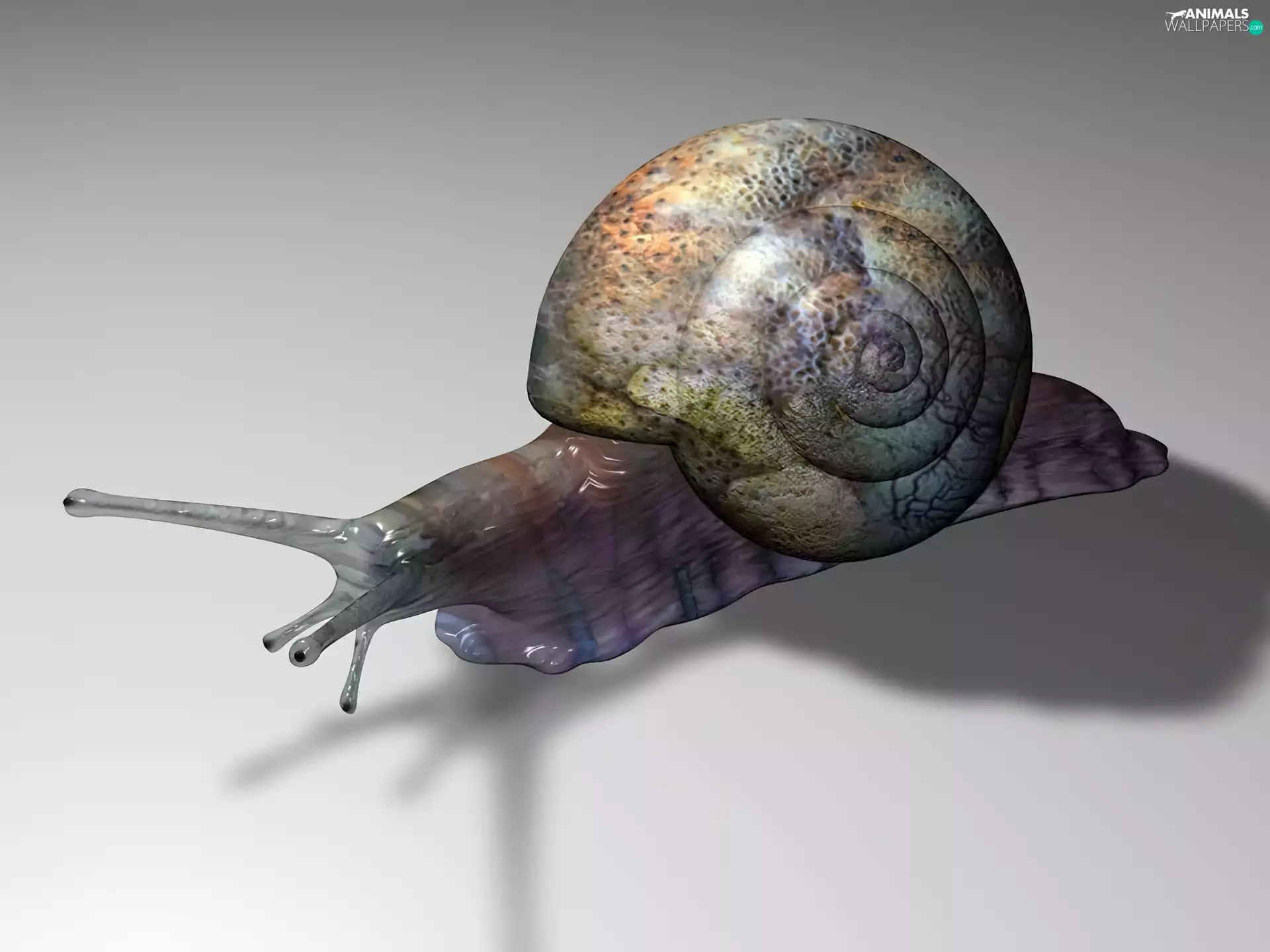 snail, shell