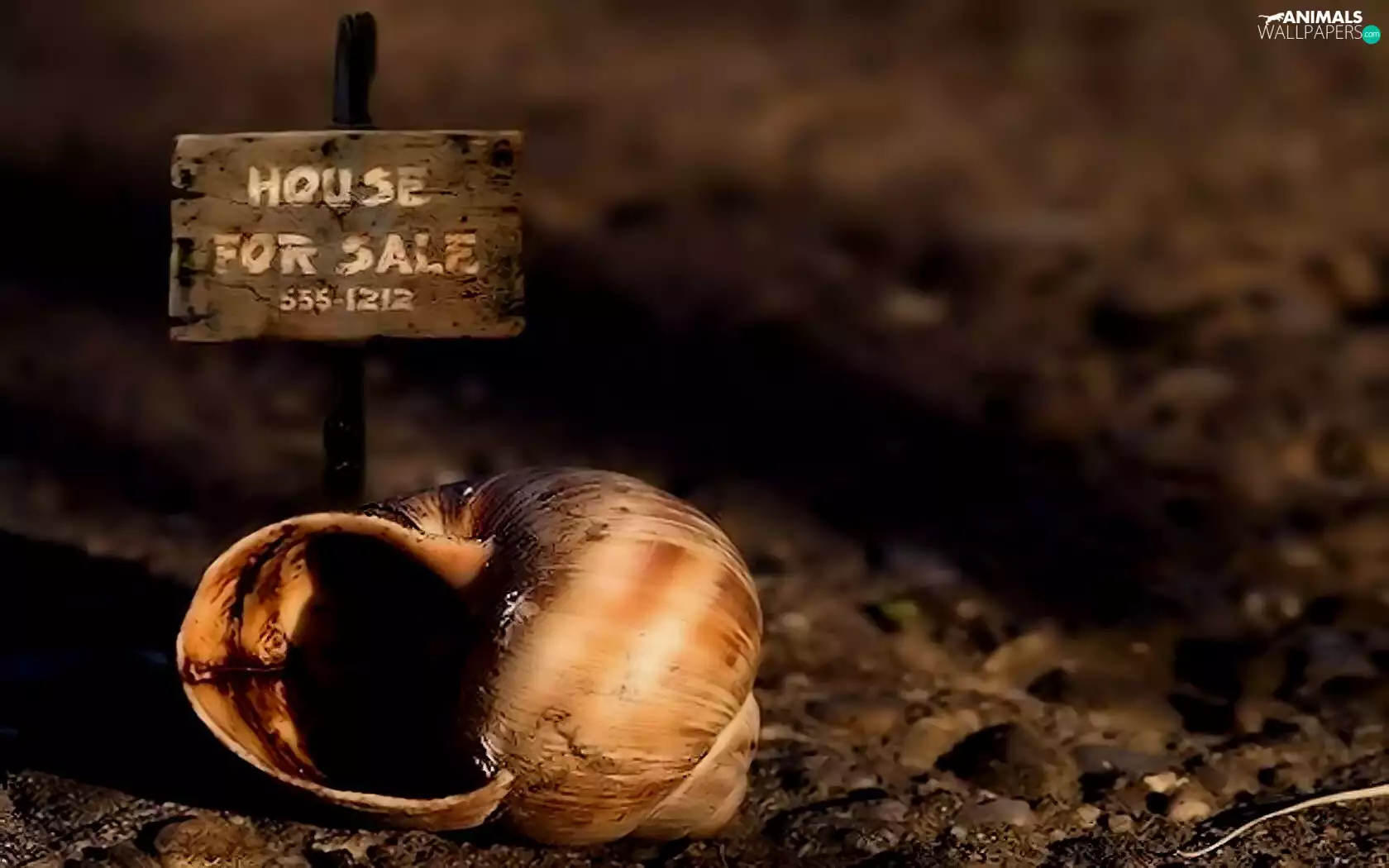 shell, an, sale, snail