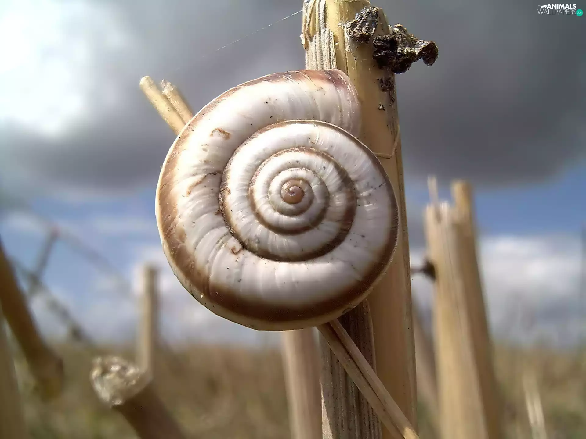 snail, stalk