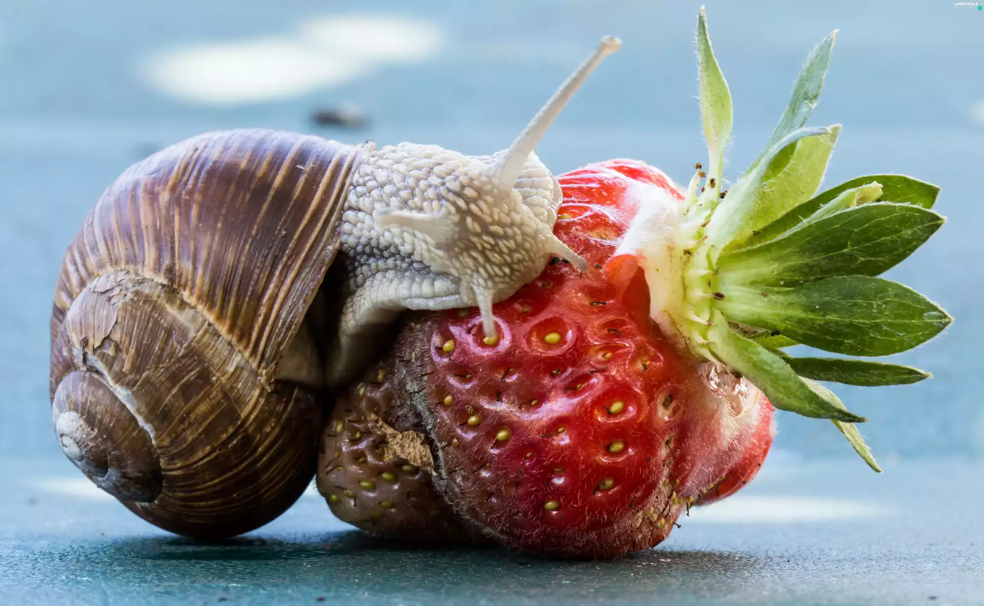 snail, Strawberry