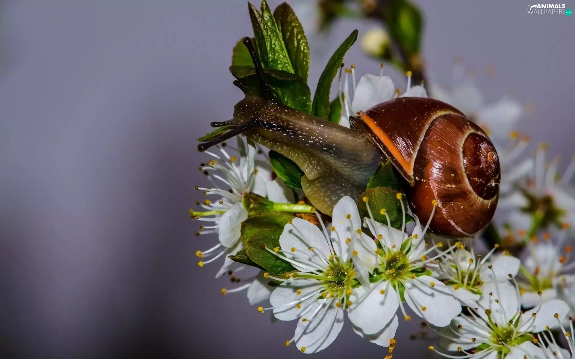 snail, flourishing, trees