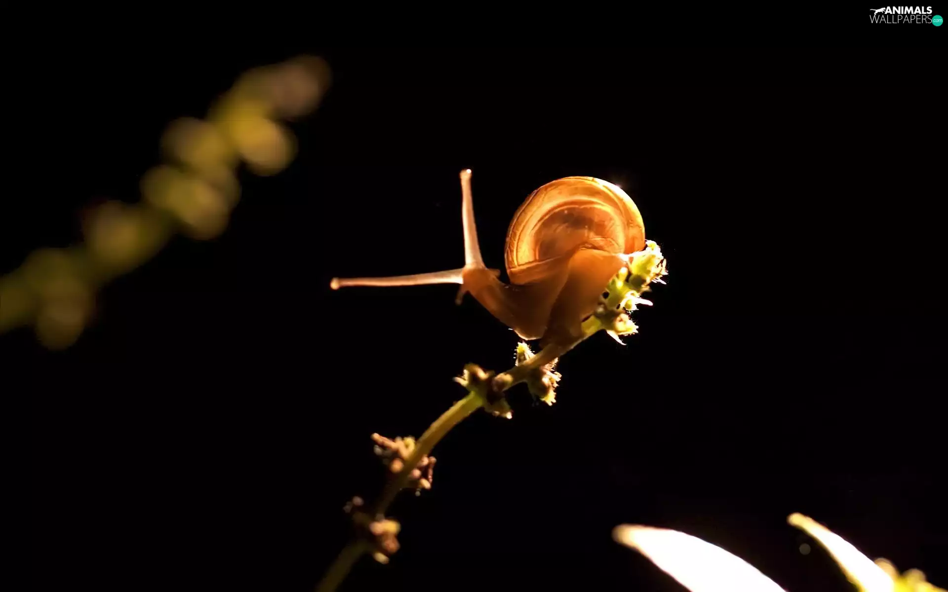 snail, twig