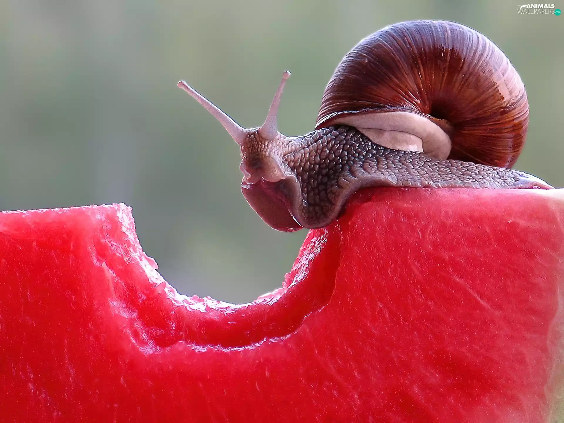 snail, watermelon