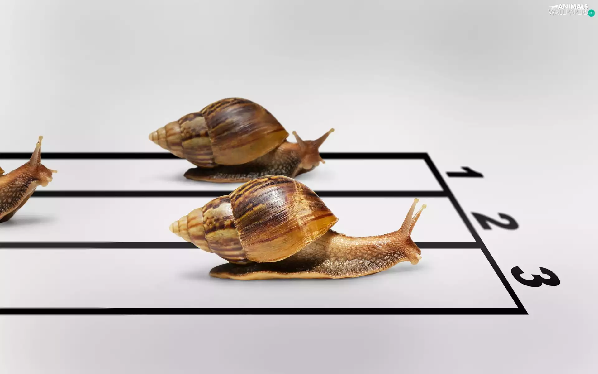 Snails, contest