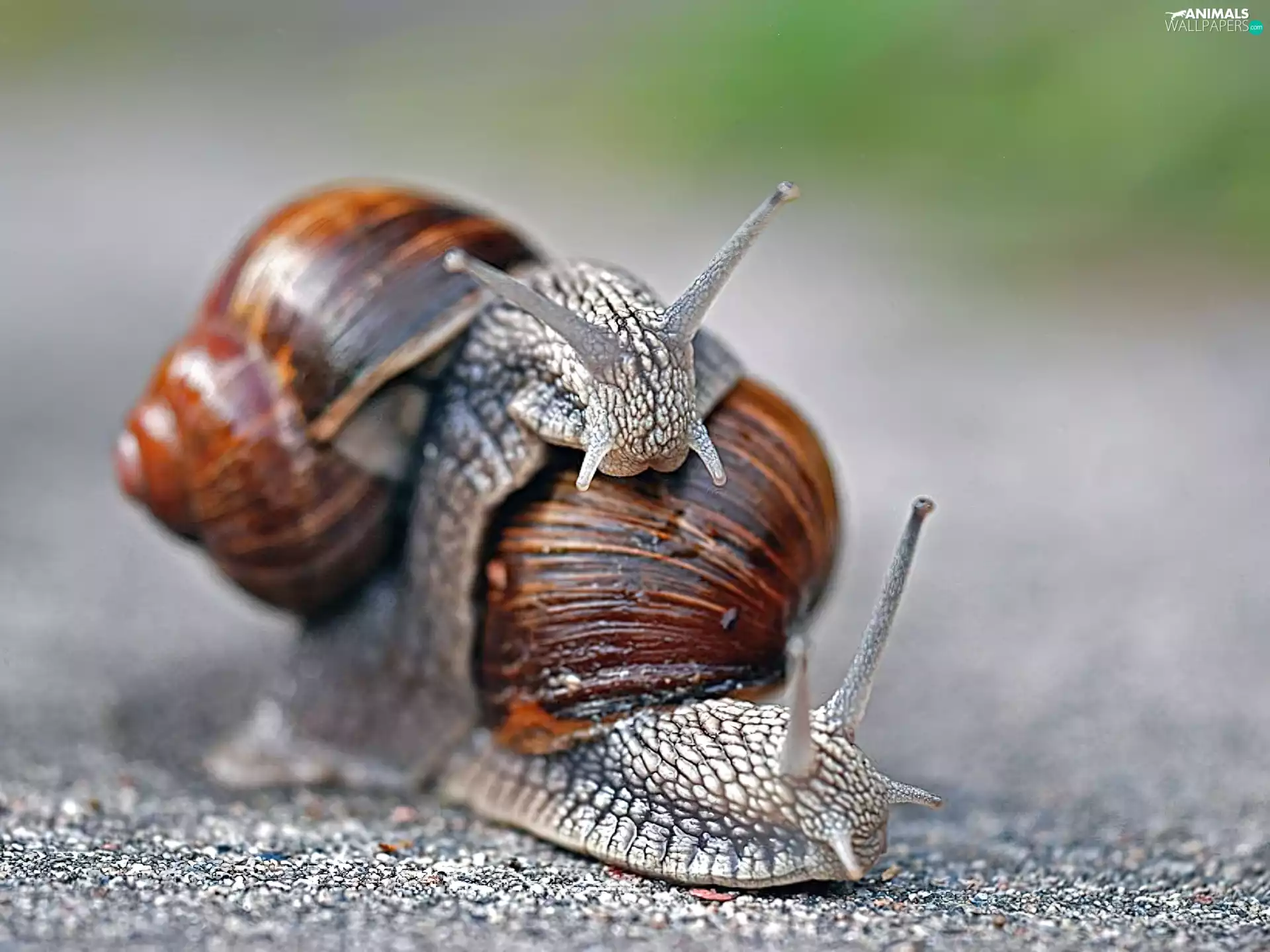 Snails, love