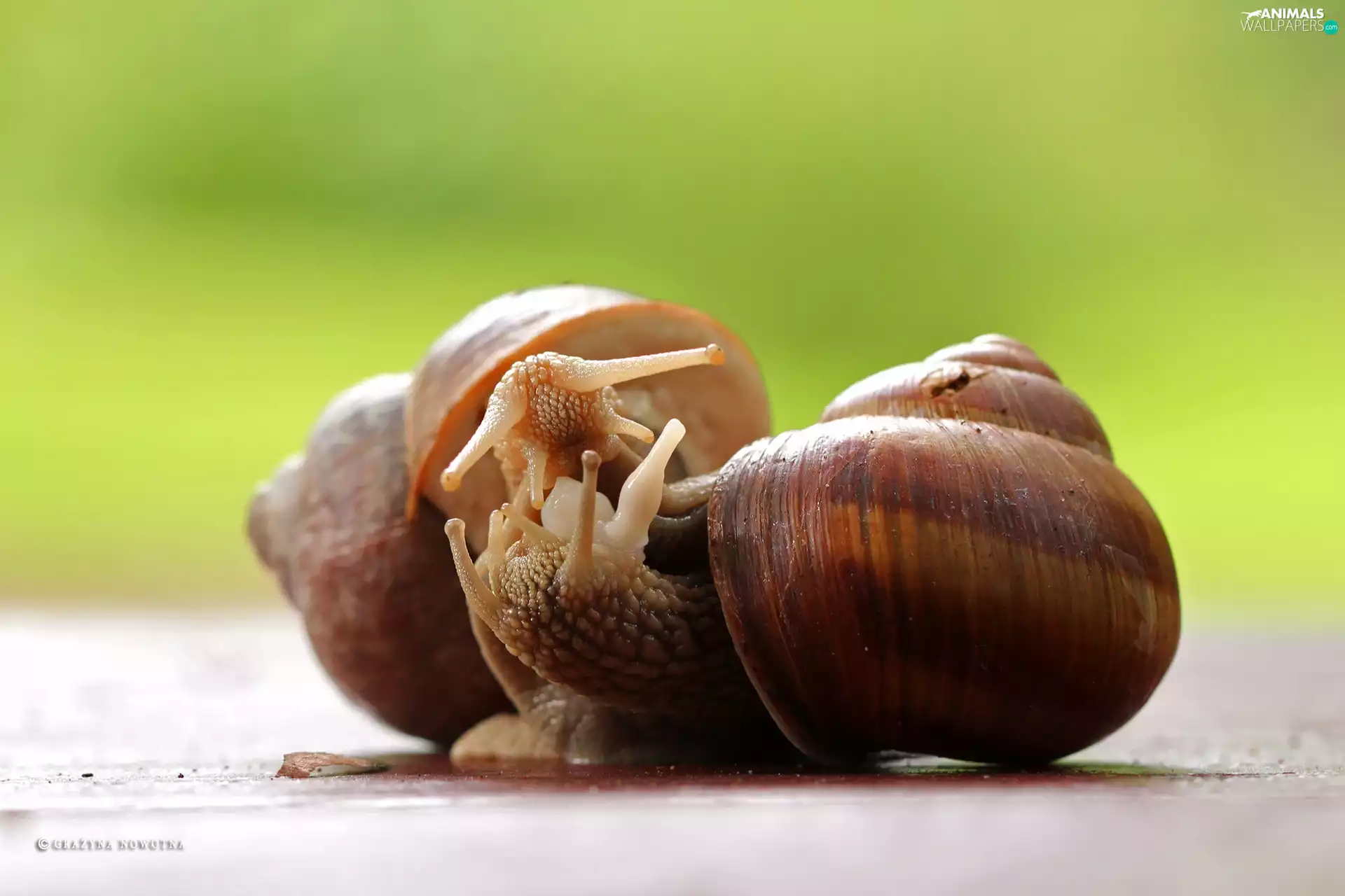 Shells, Two cars, Snails