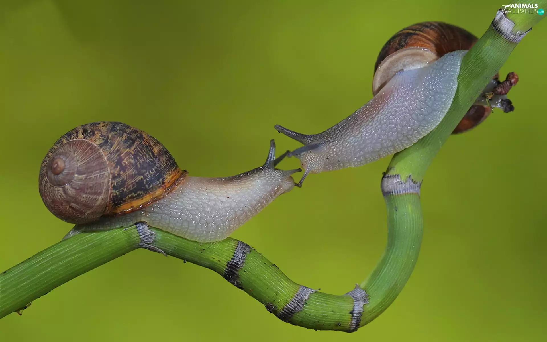 twig, Two cars, Snails