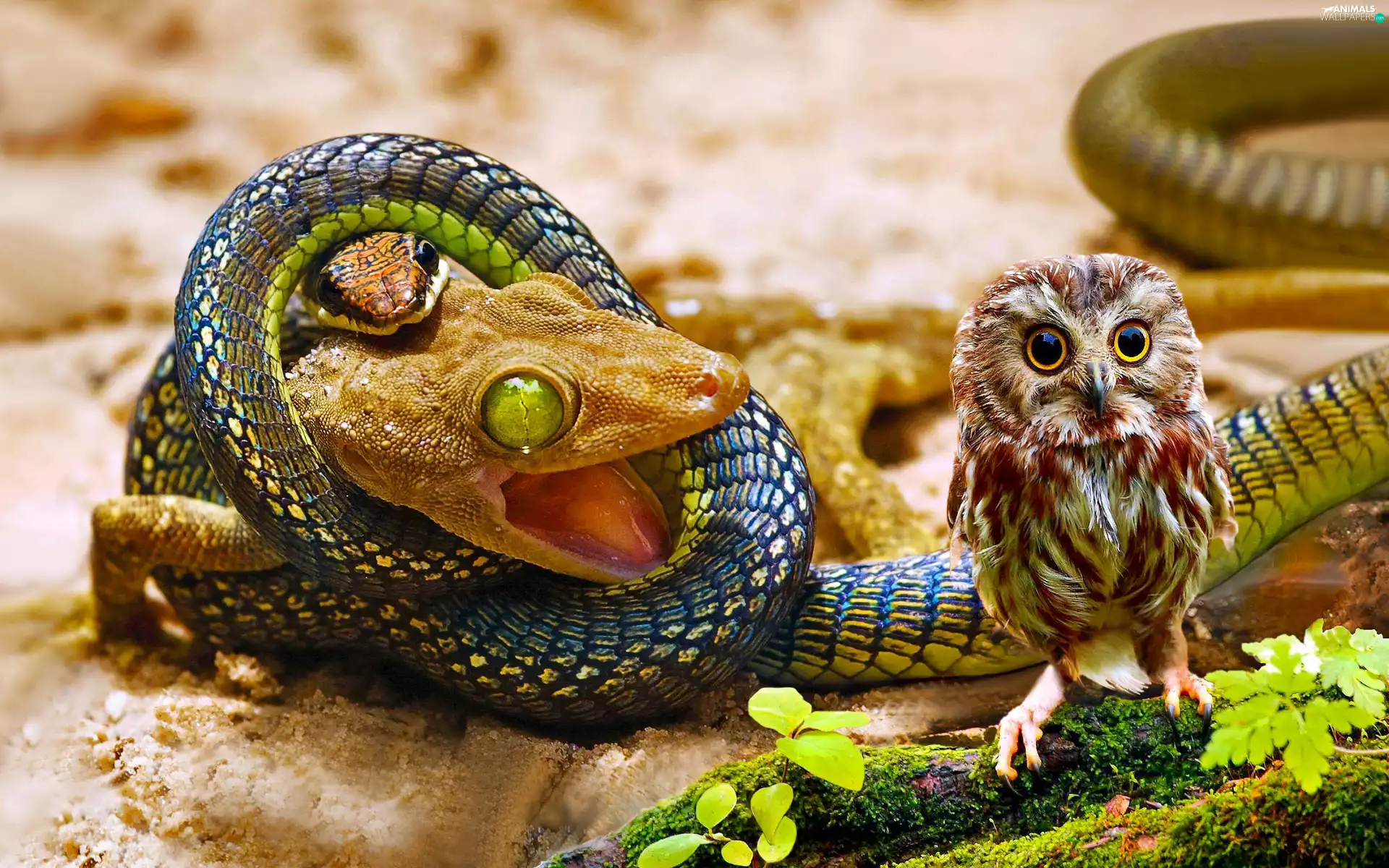 Lizard, small, owl, Snake