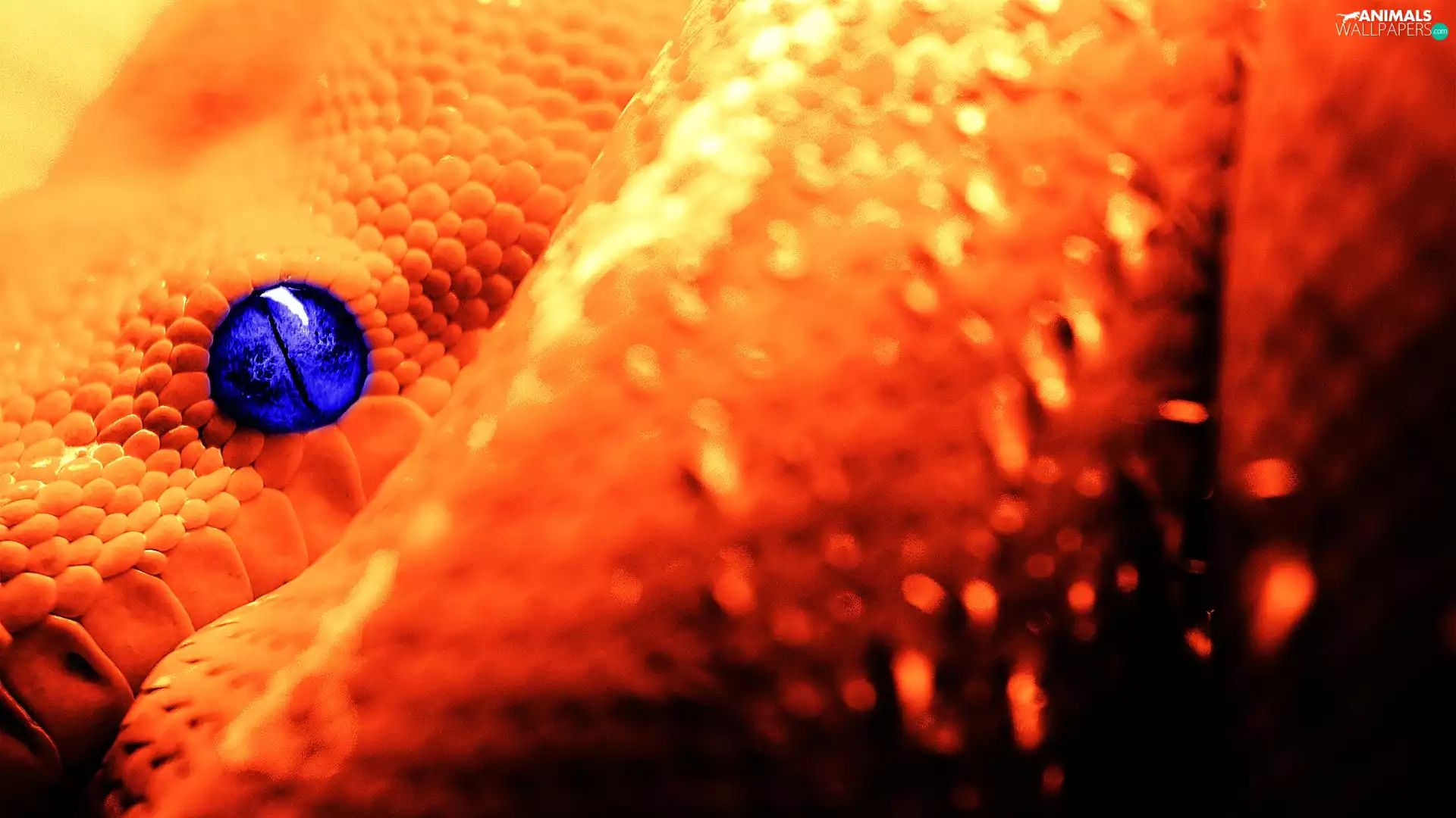 Orange, Blue, eye, Snake