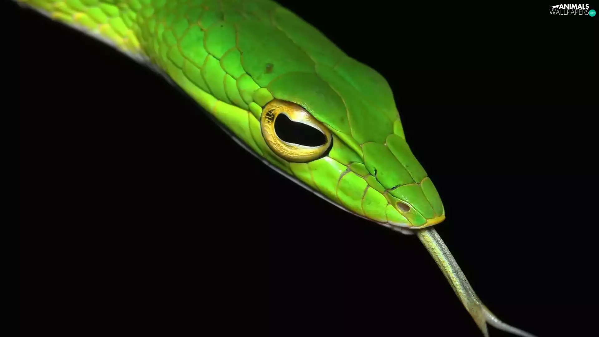 Green, Head, Tounge, Dark Background, Ahaetulla mycterizans, Snake