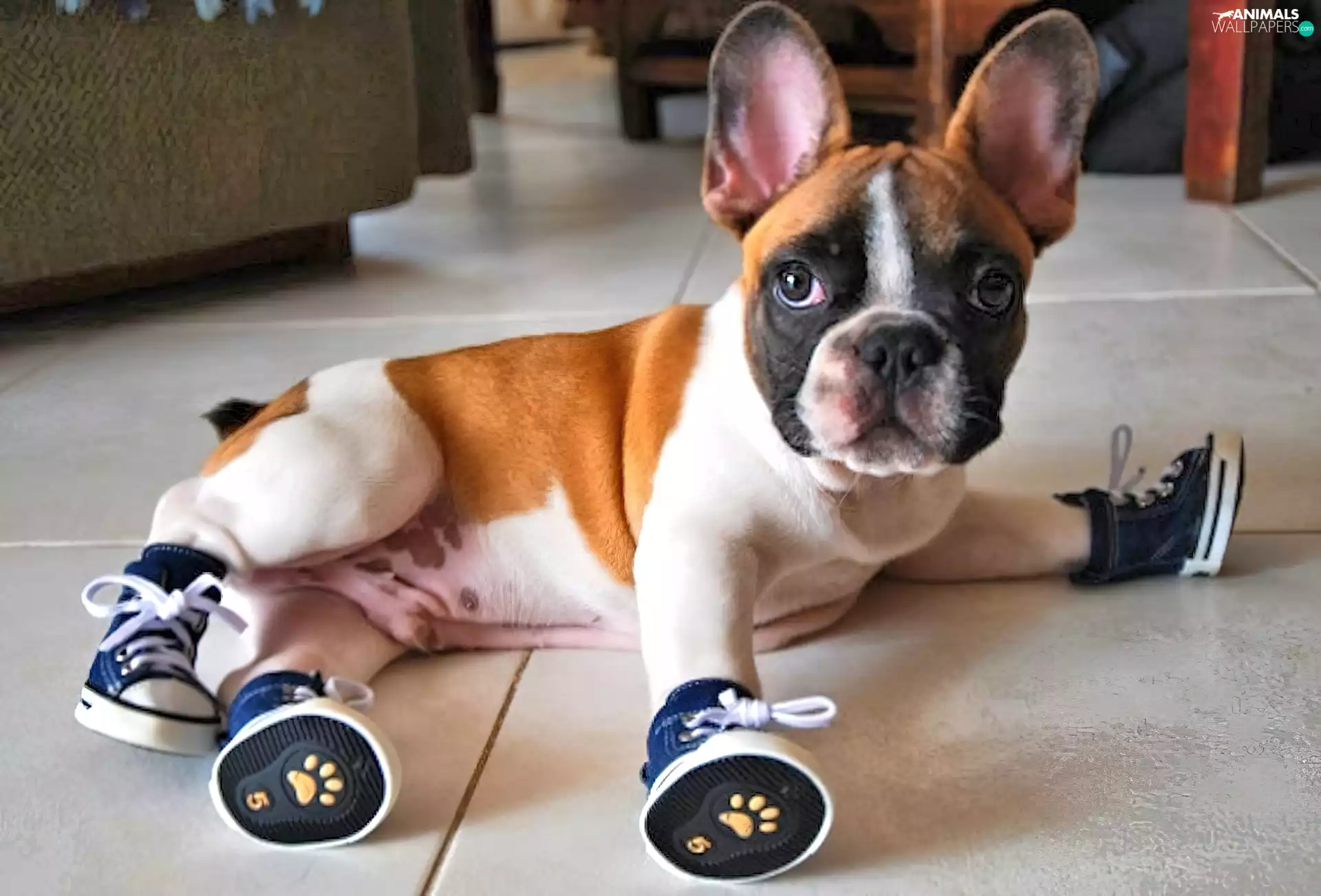French Bulldog, dog, sneakers