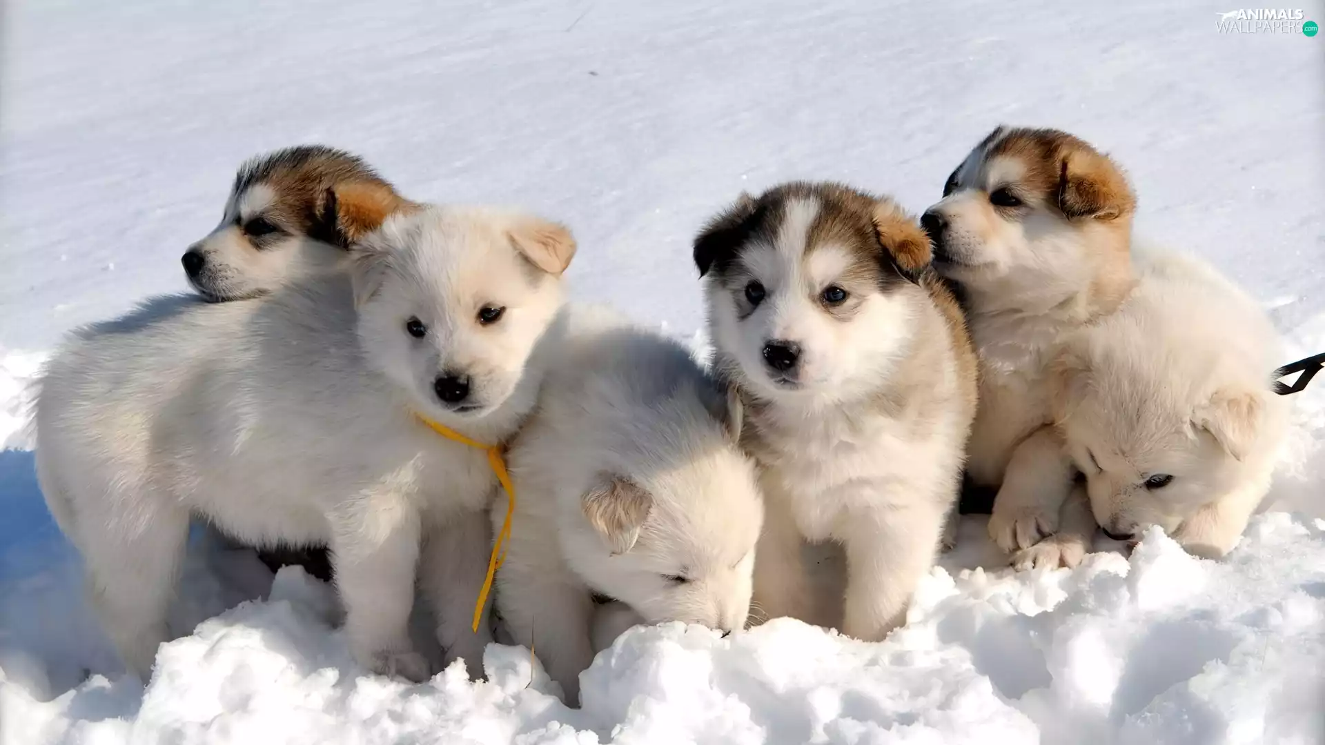snow, puppies, an
