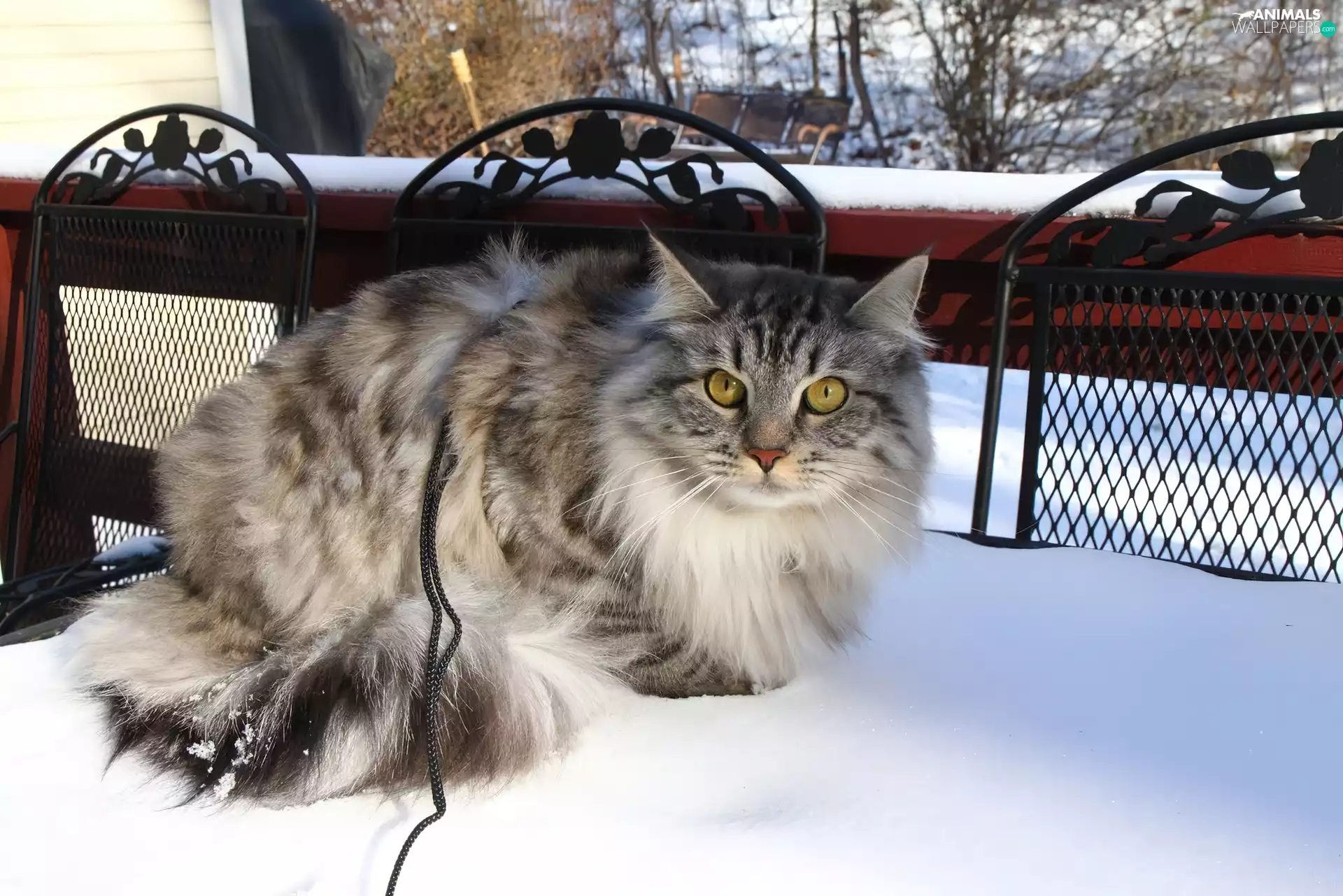 snow, kitten, Balcony