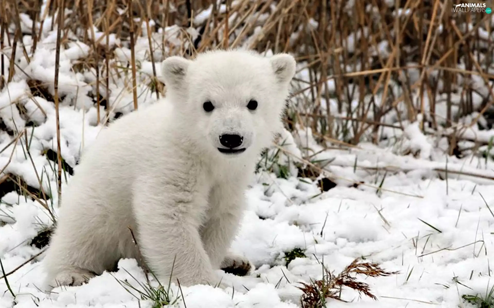 snow, White, Bear