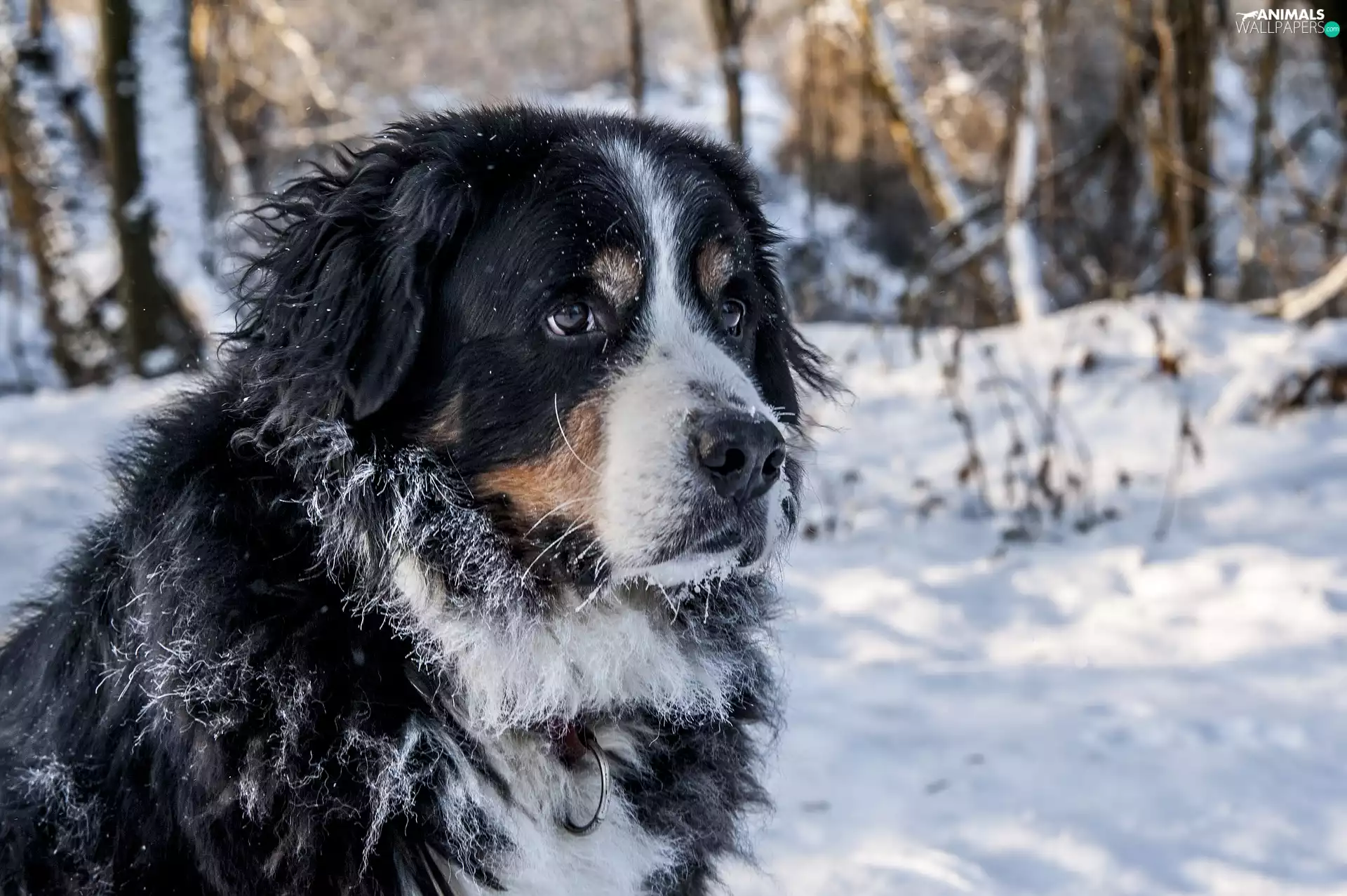 Bernese Mountain Dog, snow