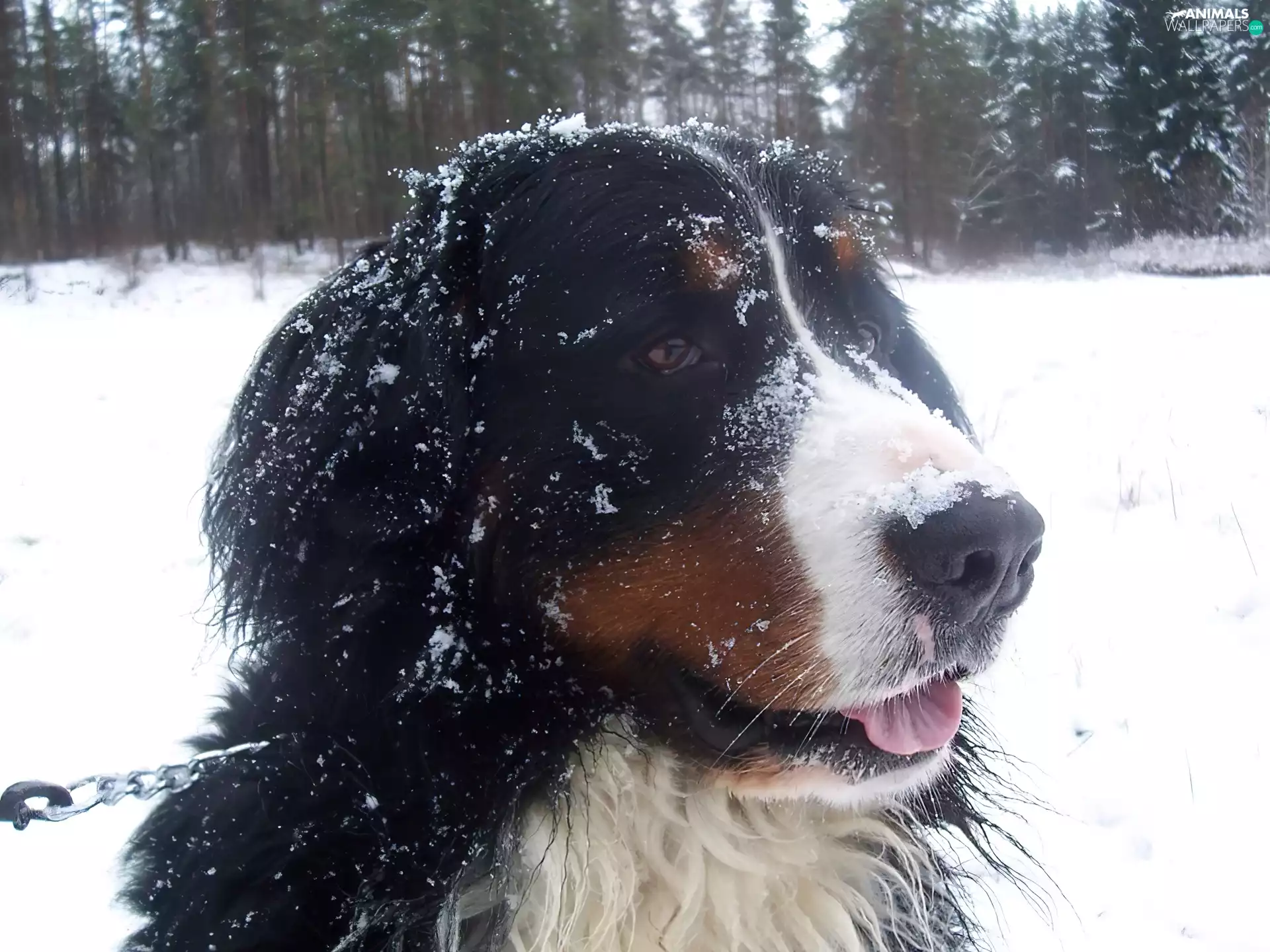 Bernese Mountain Dog, snow