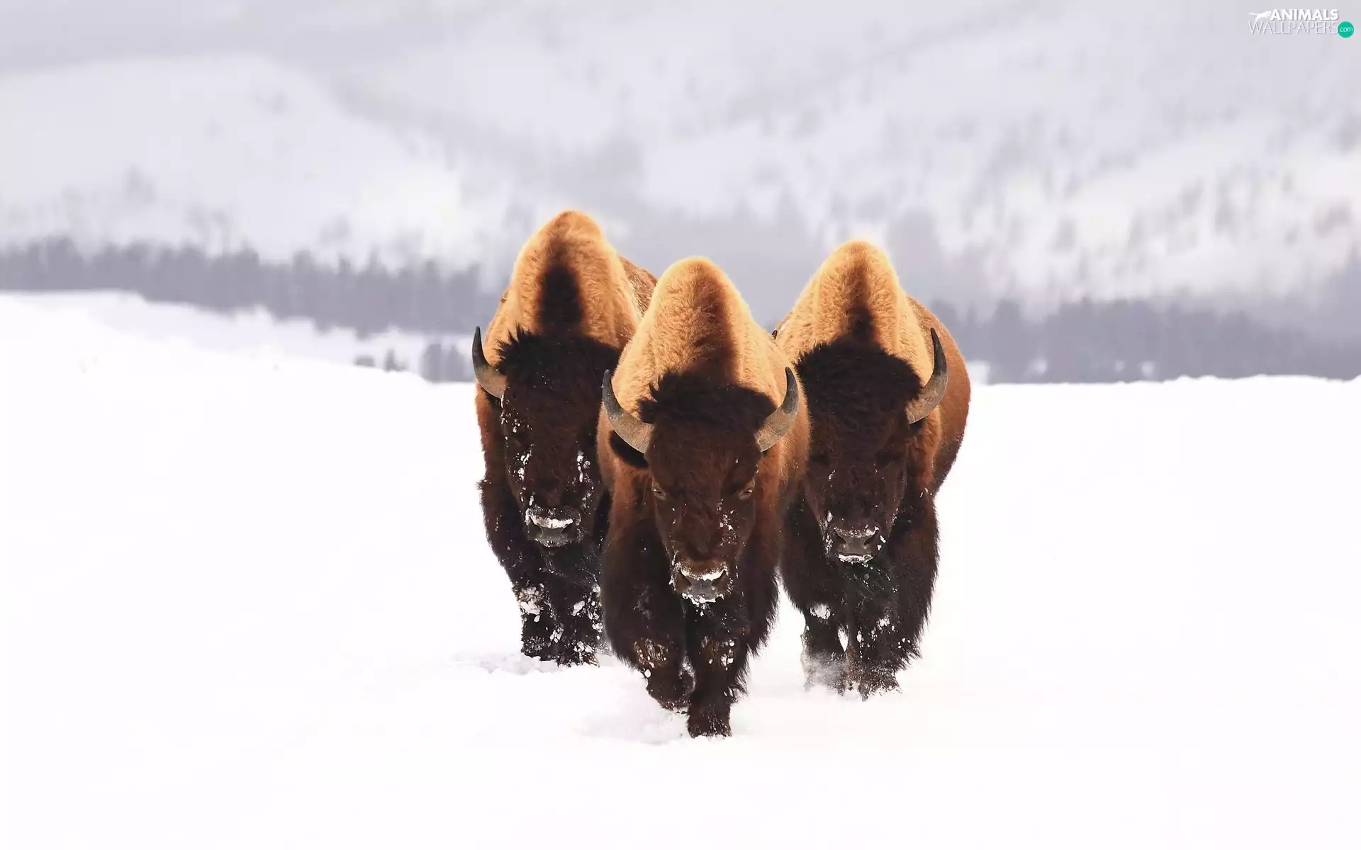 snow, Three, bison
