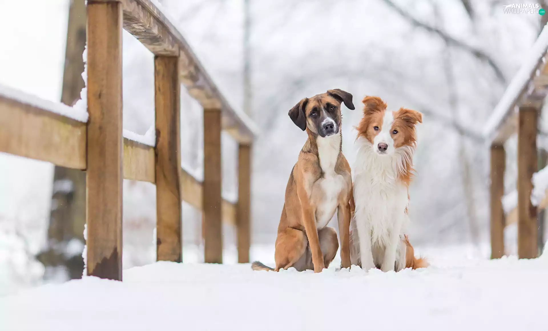 snow, Dogs, bridge