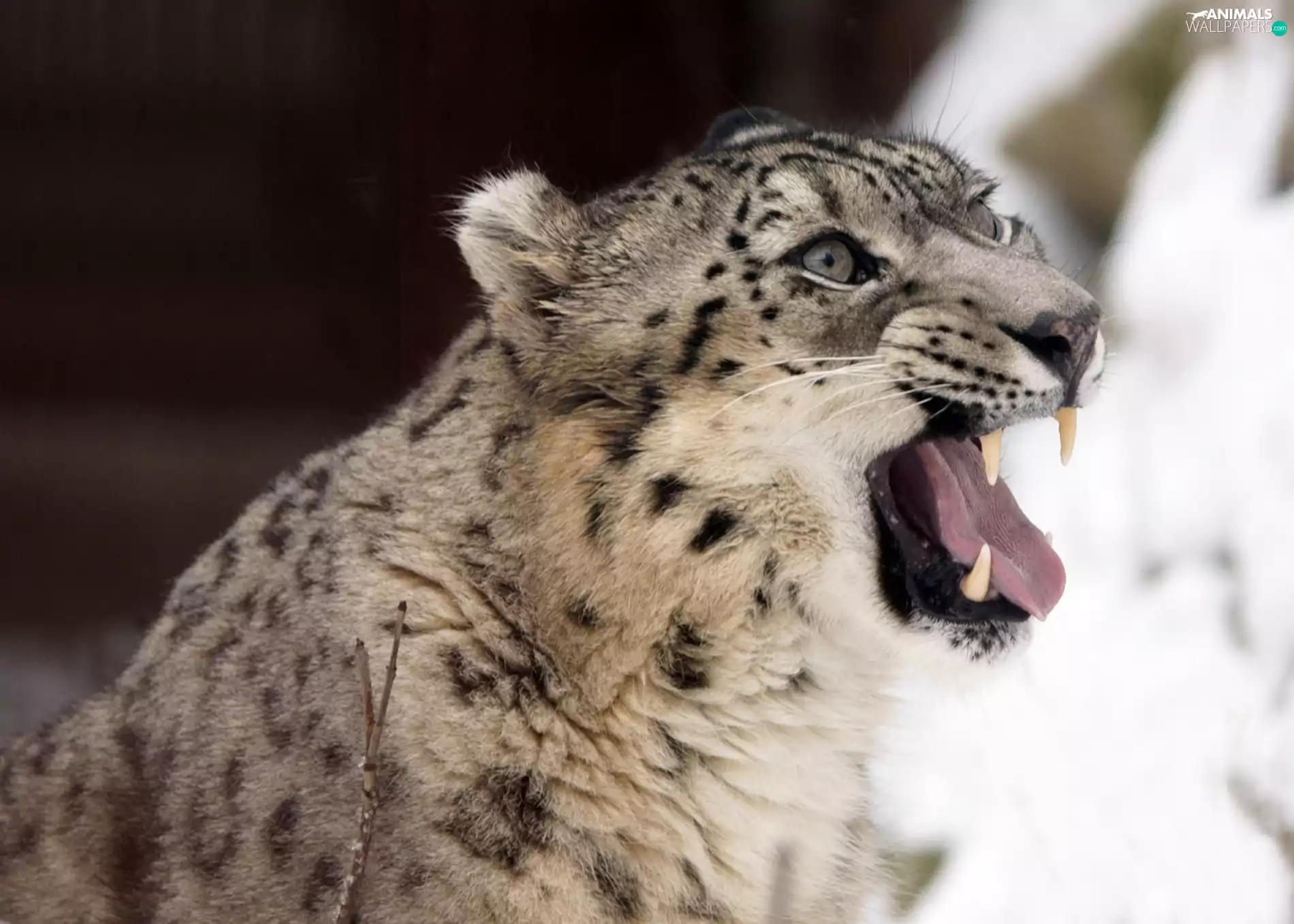 snow leopard, canines