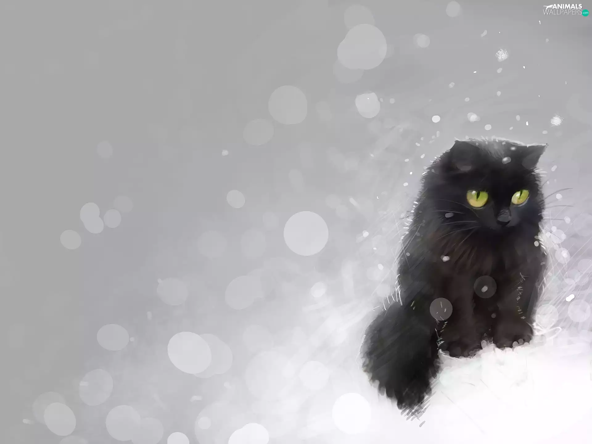 snow, Black, cat