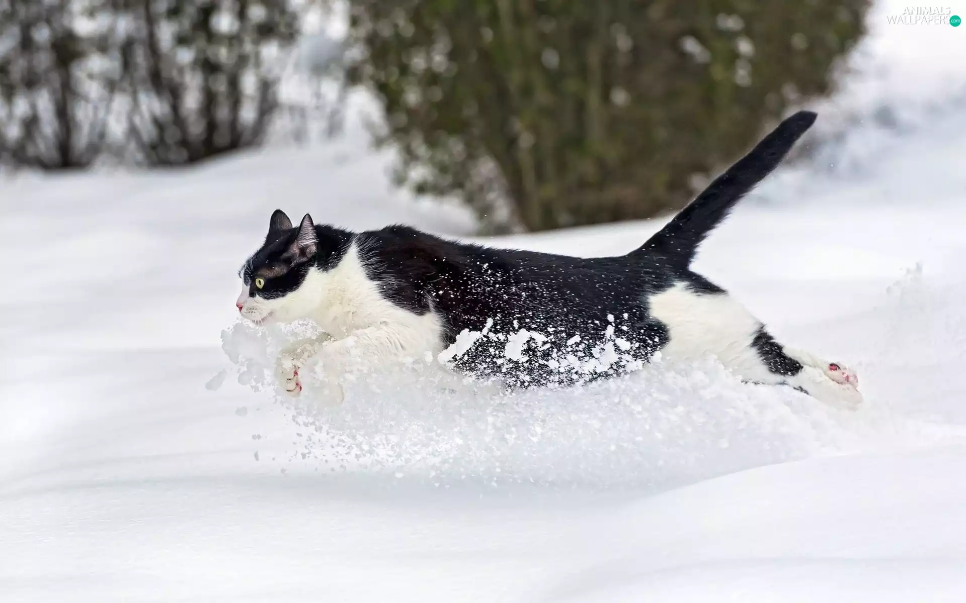 snow, running, cat