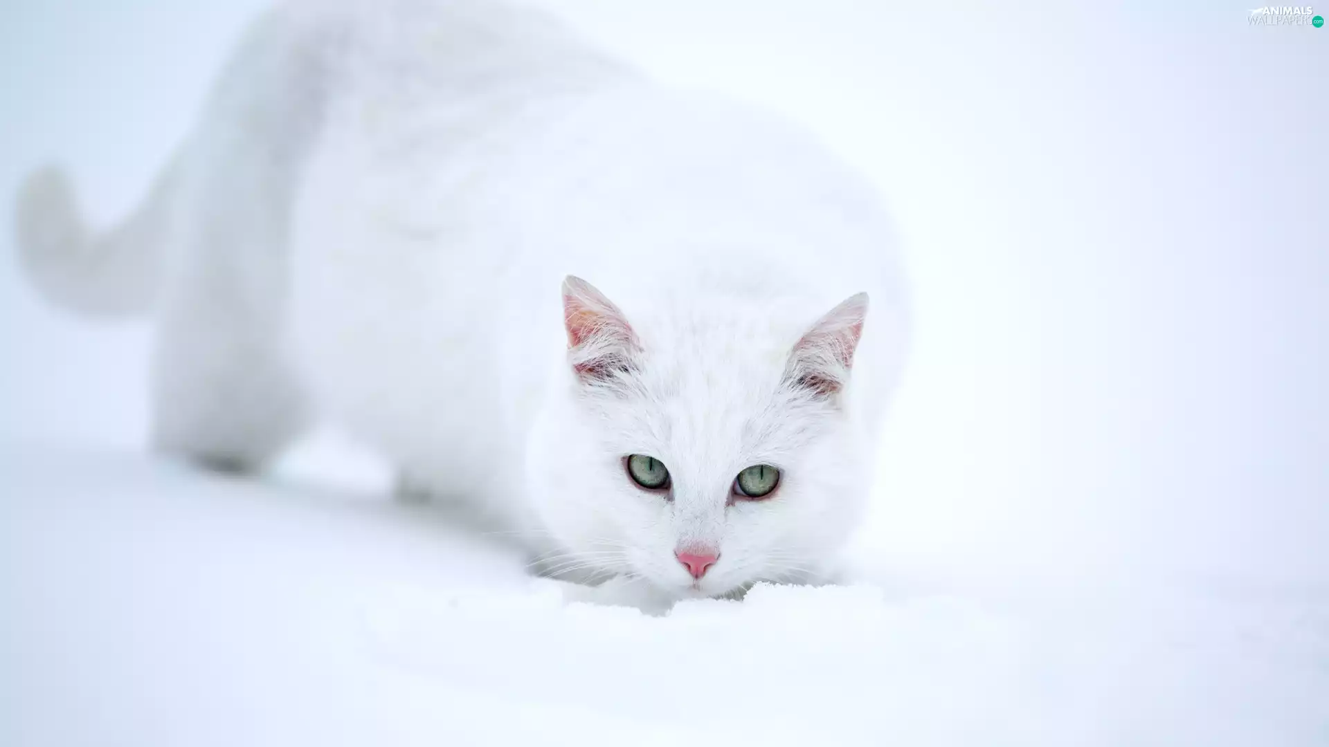 snow, White, cat