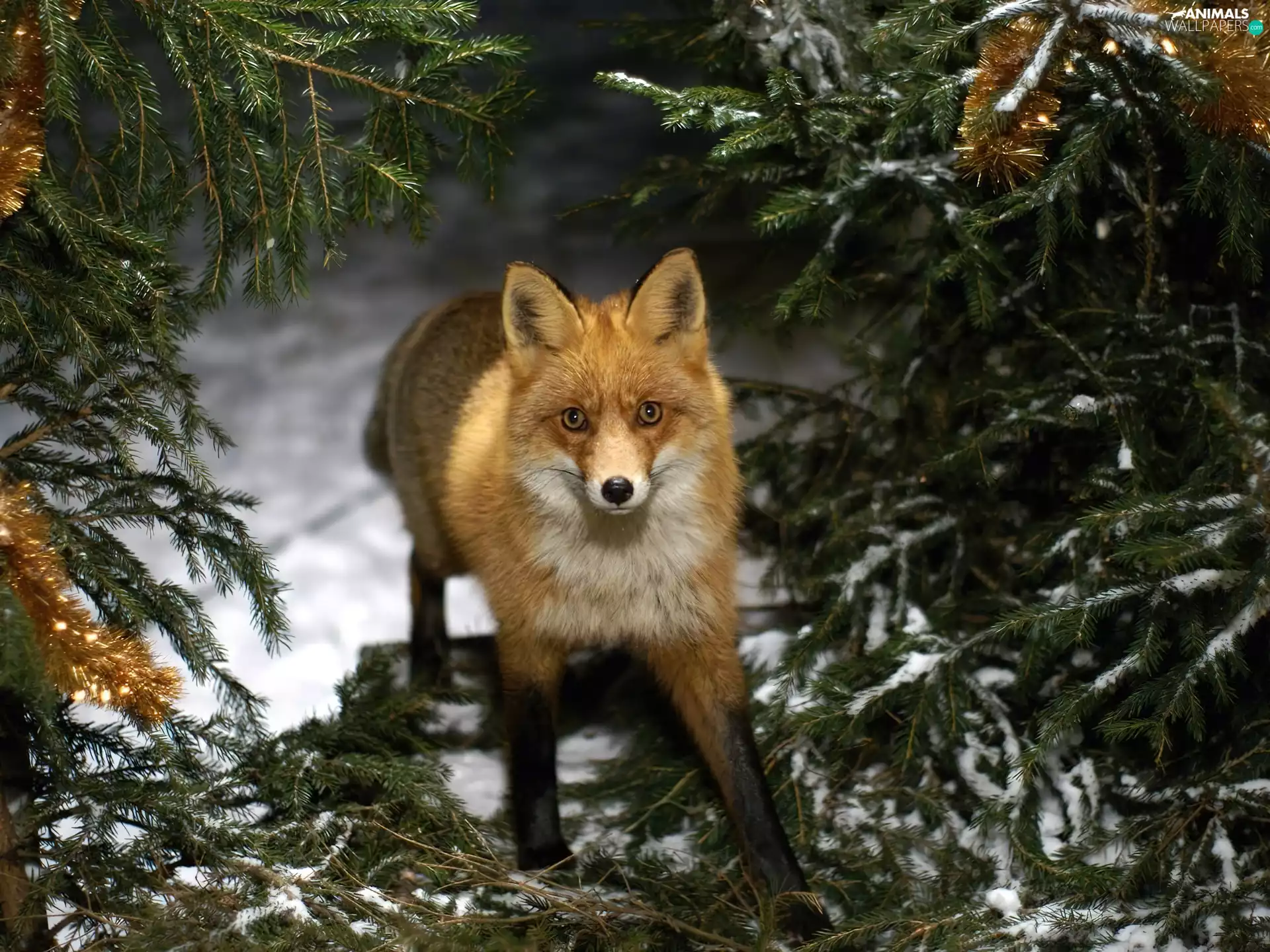 snow, Fox, Christmas