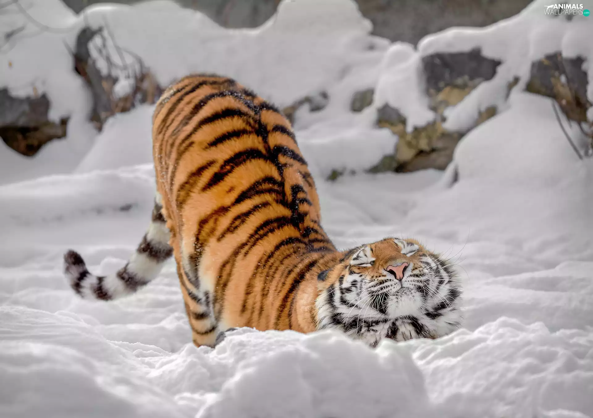 winter, snow, closed, Eyes, tiger