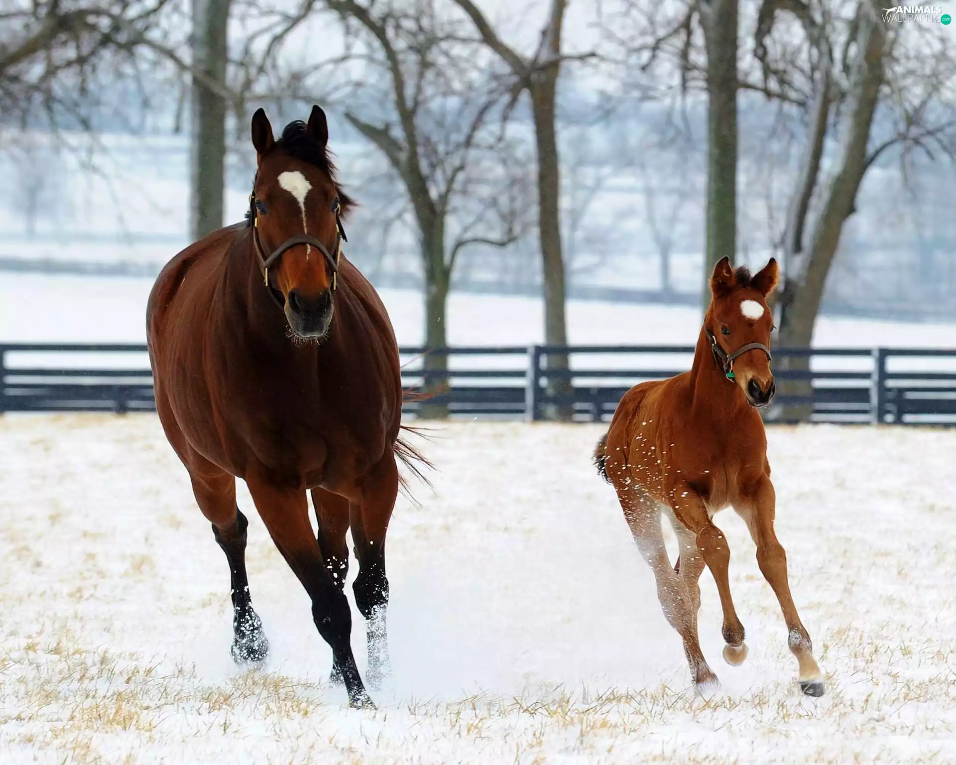 snow, Horse, Colt