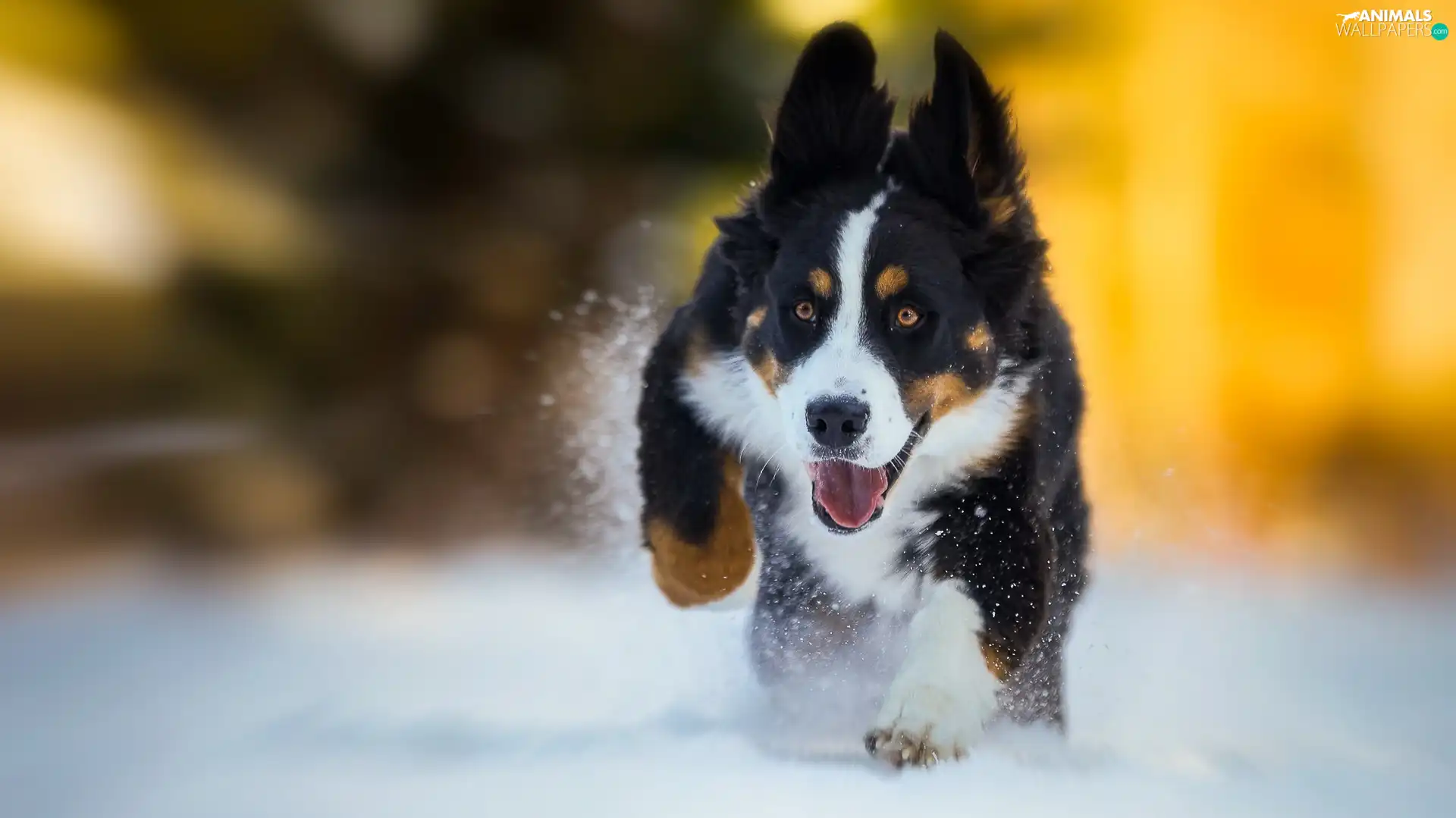 Bernese Mountain Dog, gear, snow, Puppy