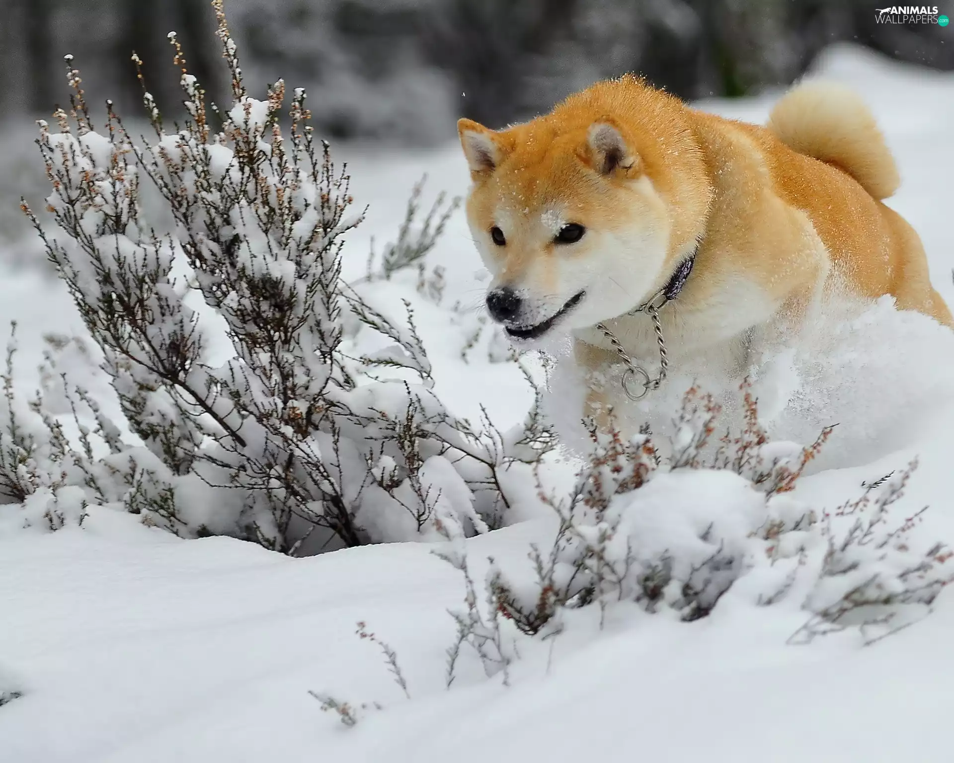 doggy, winter, Akita, snow