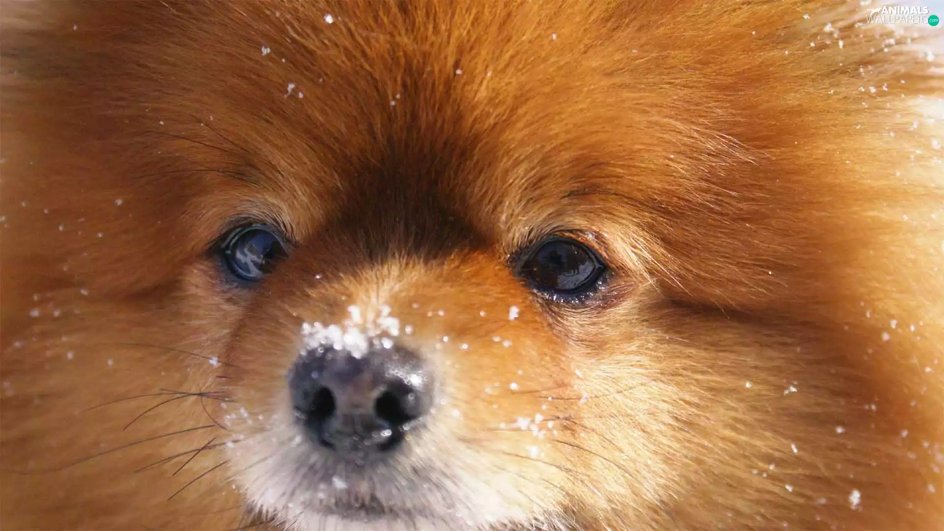 snow, muzzle, doggy