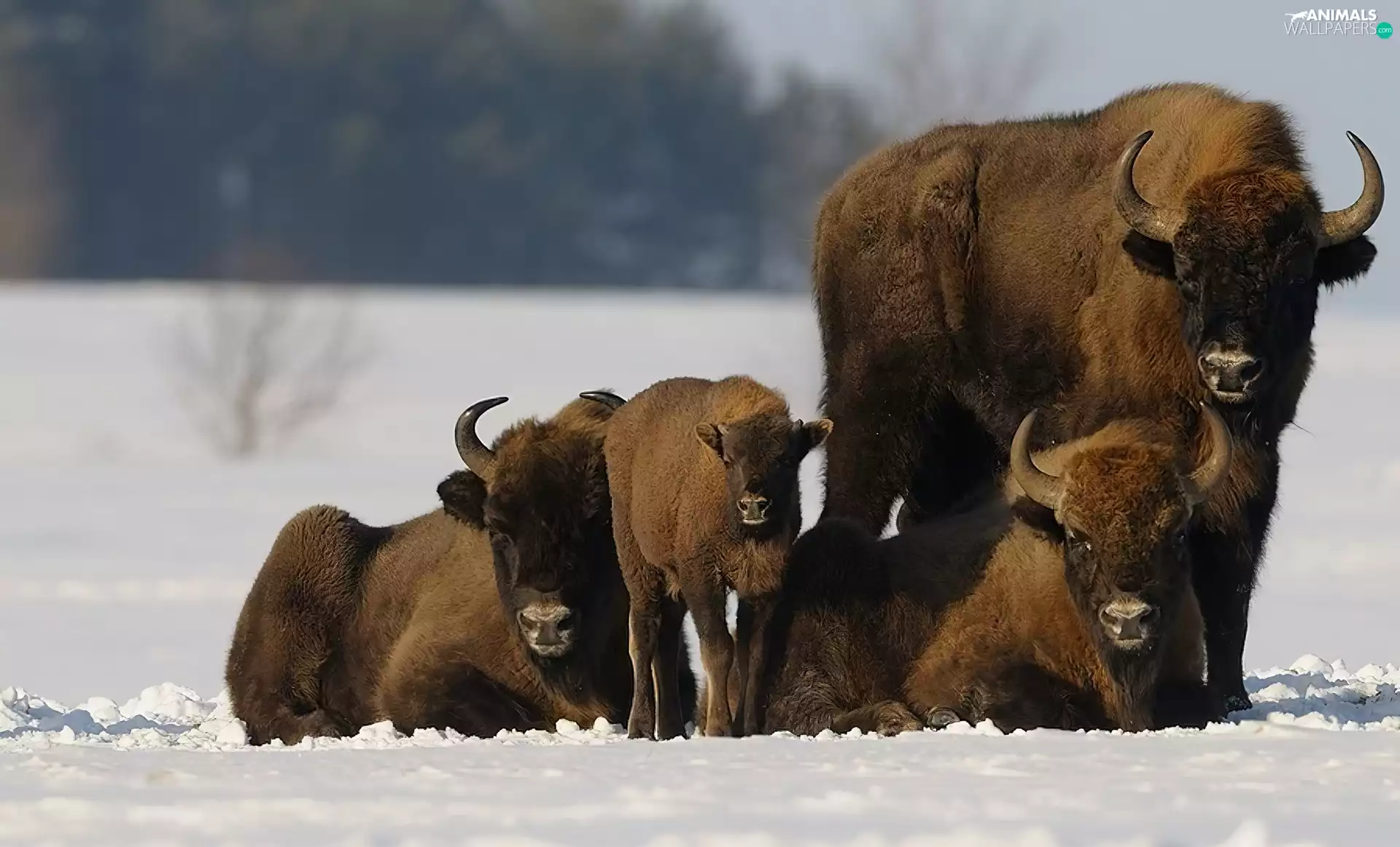 snow, bison, Family