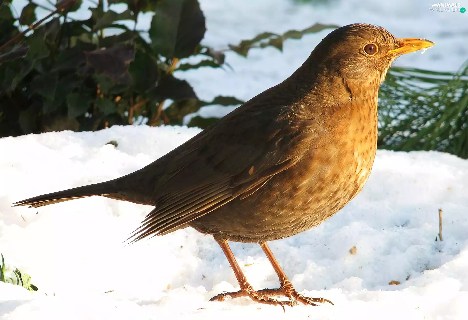 snow, Blackbird, female